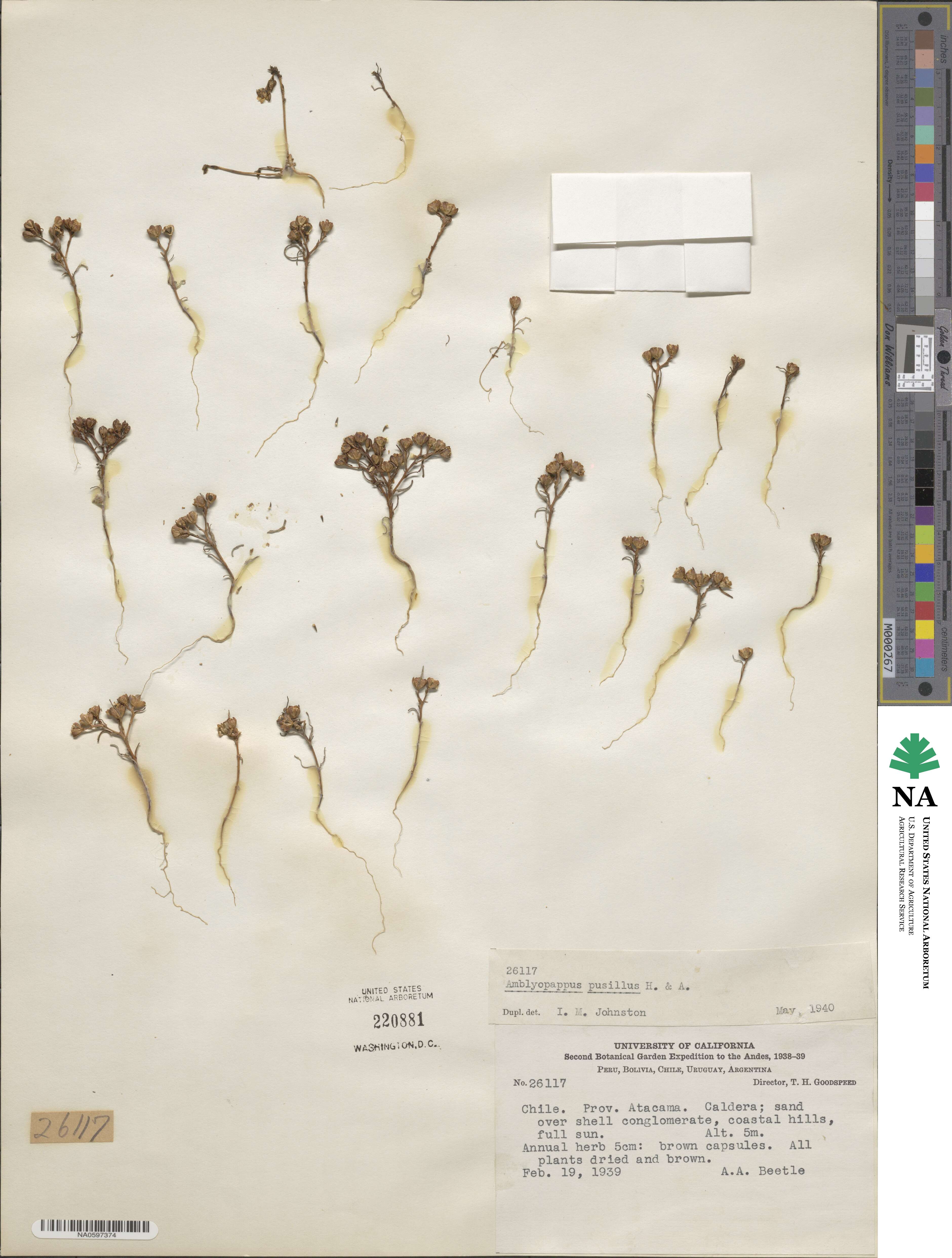Amblyopappus pusillus image