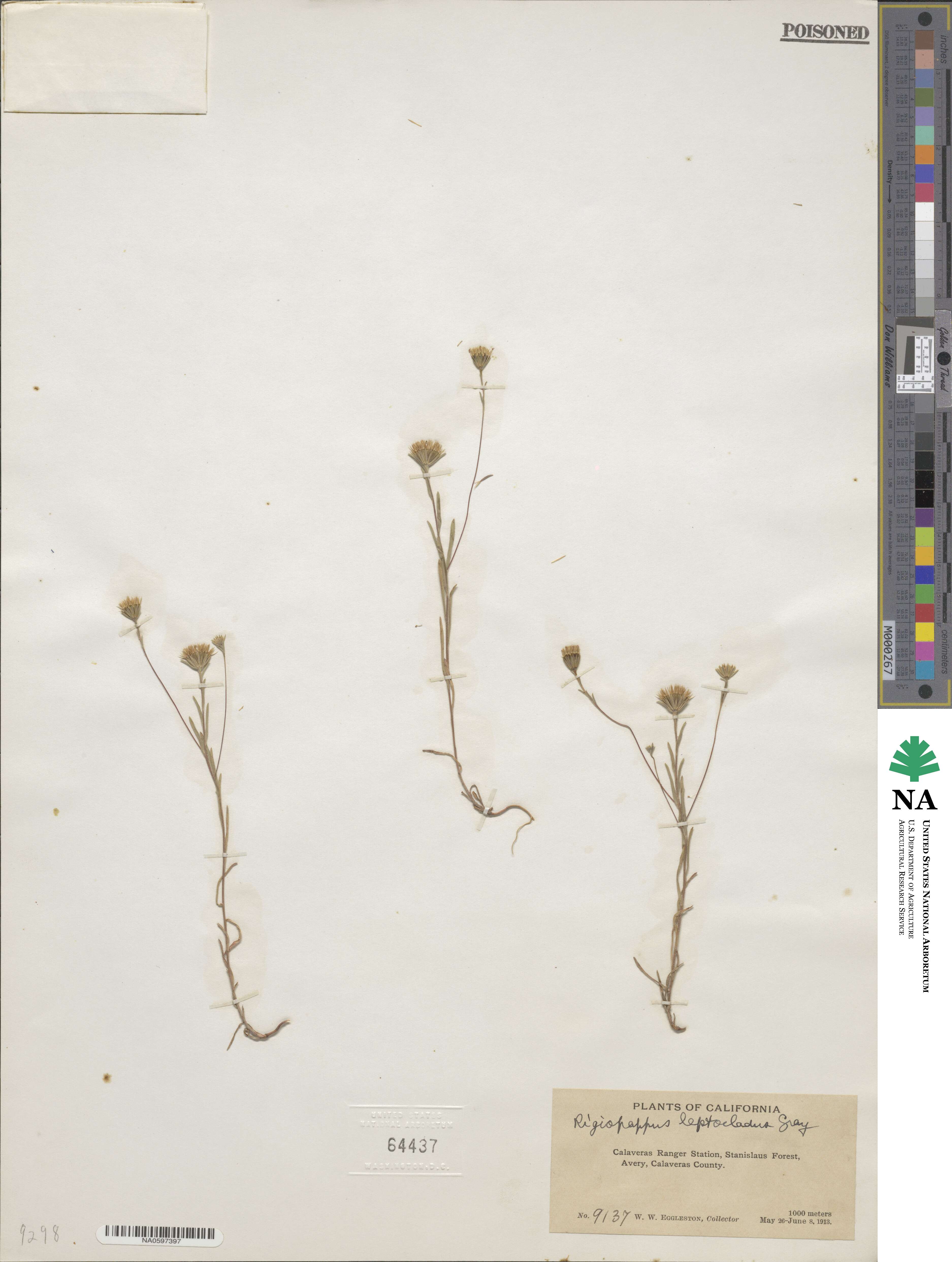 Rigiopappus leptocladus image