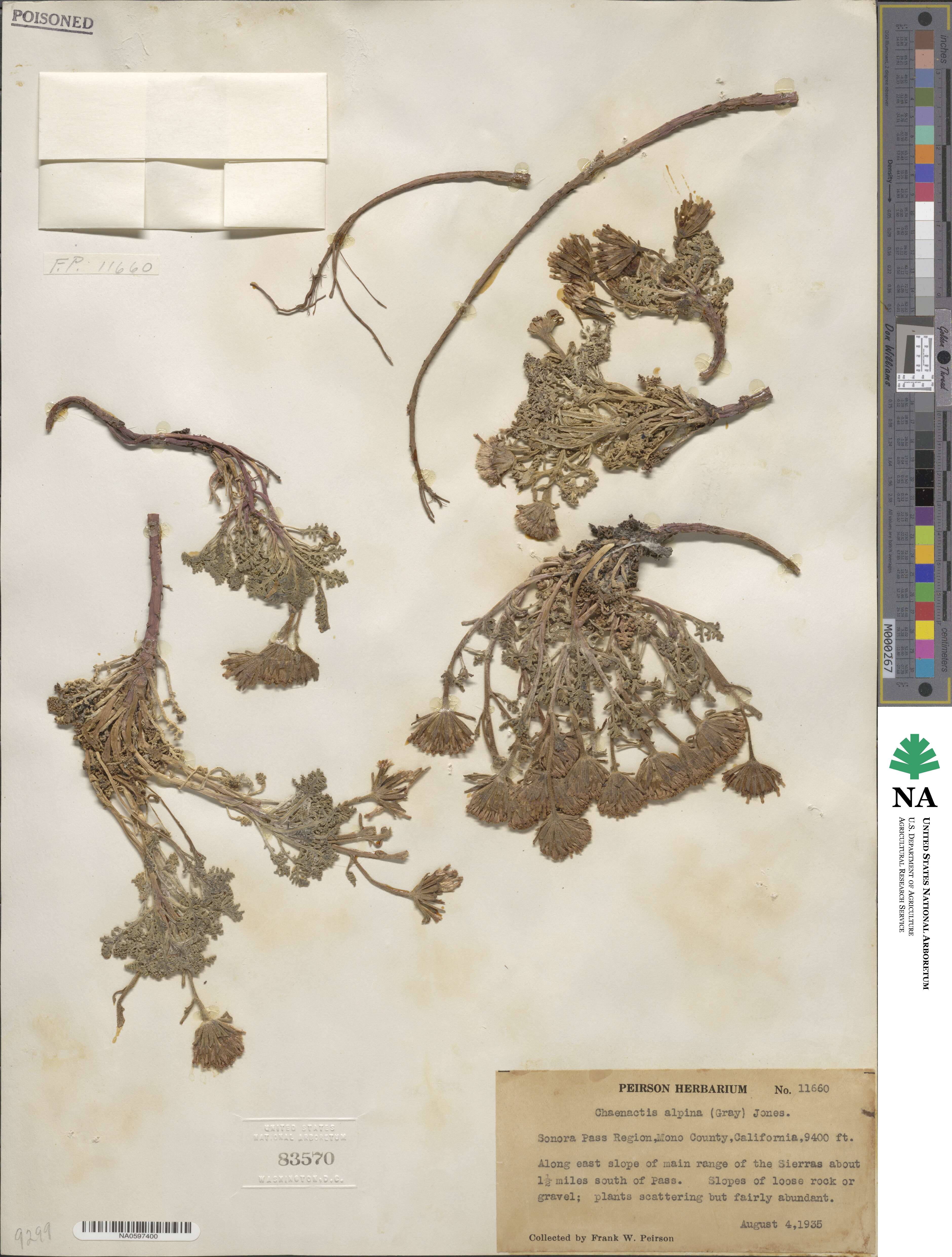 Chaenactis douglasii image