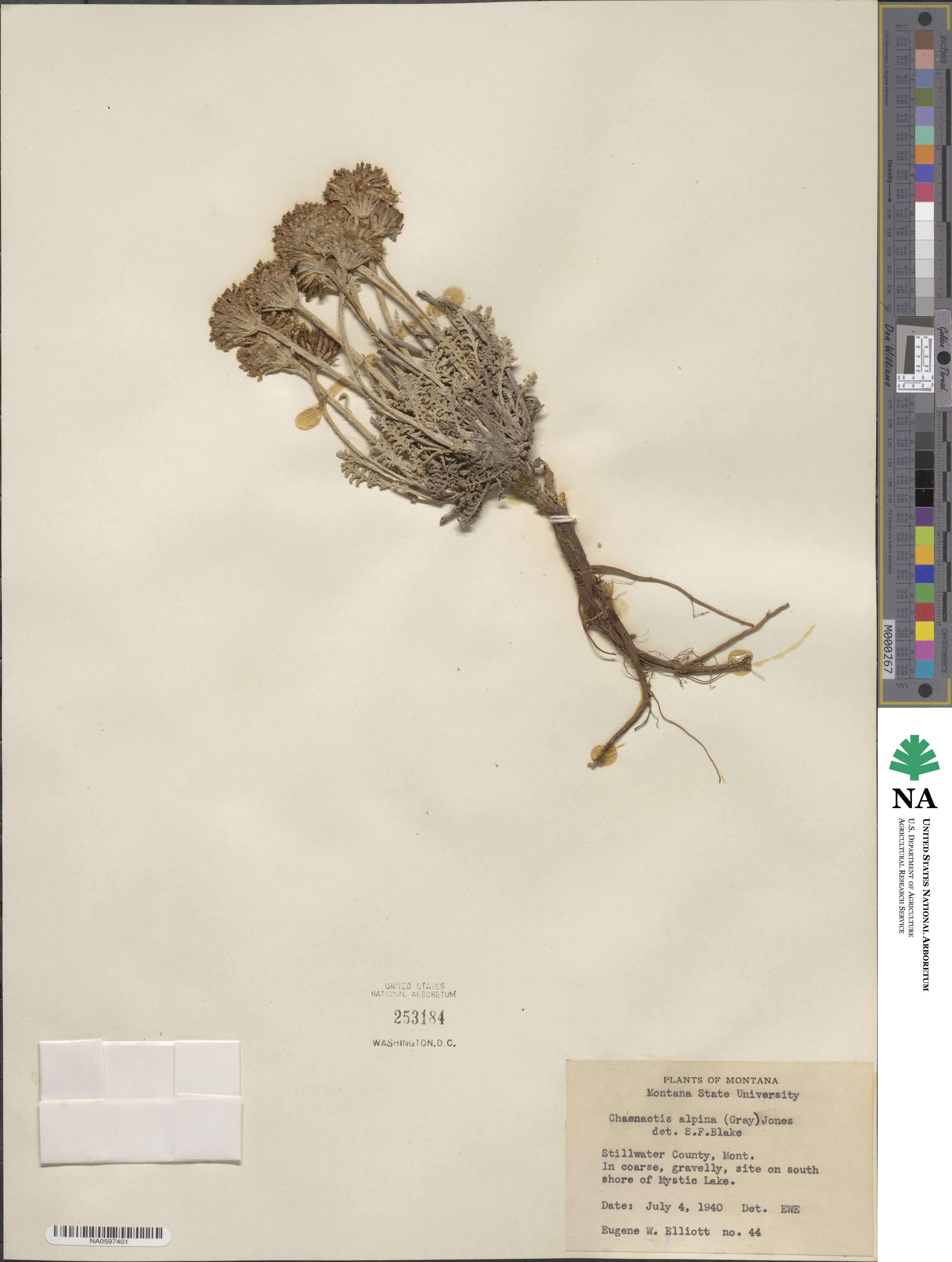 Chaenactis douglasii image