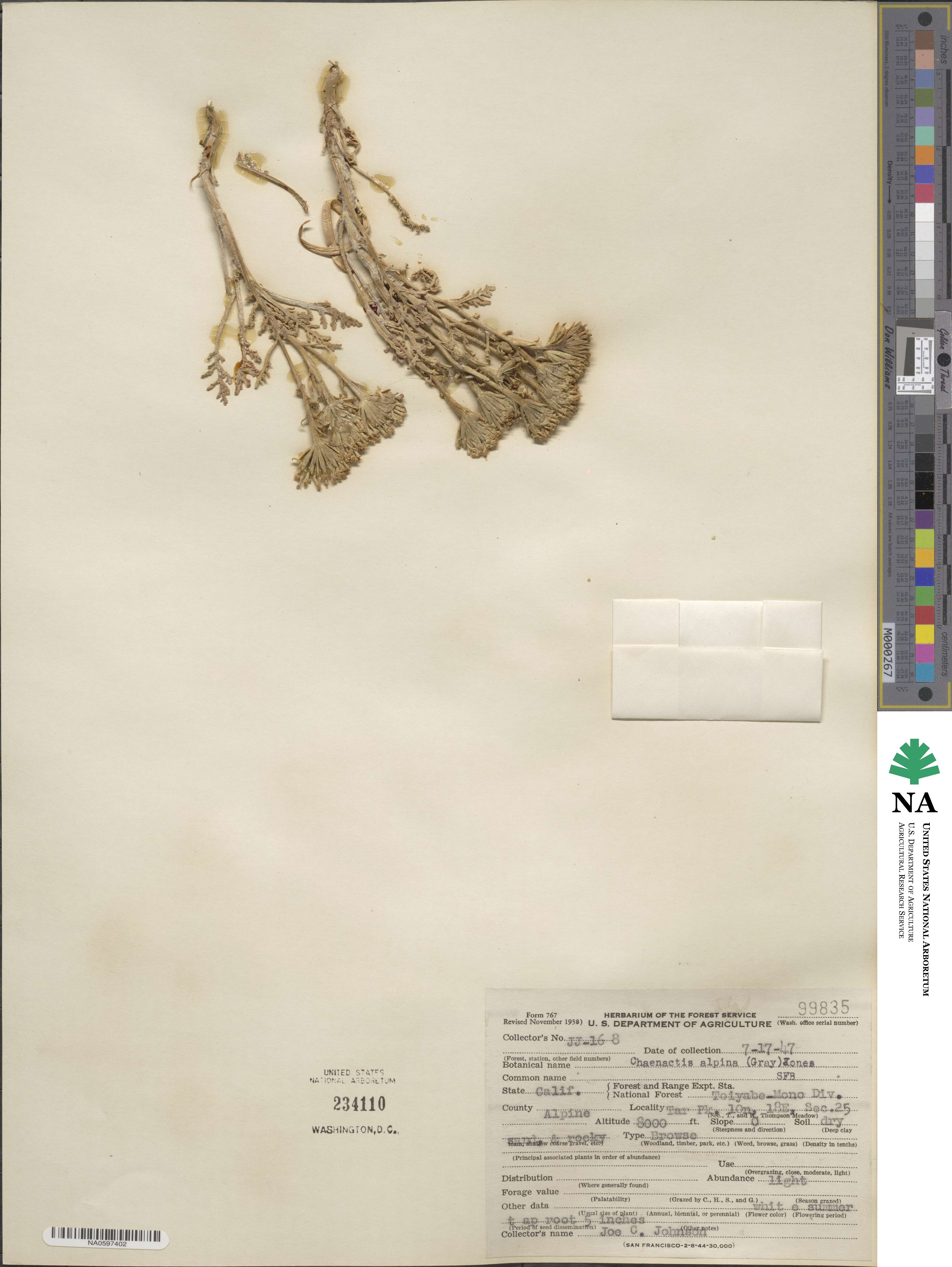 Chaenactis douglasii var. alpina image