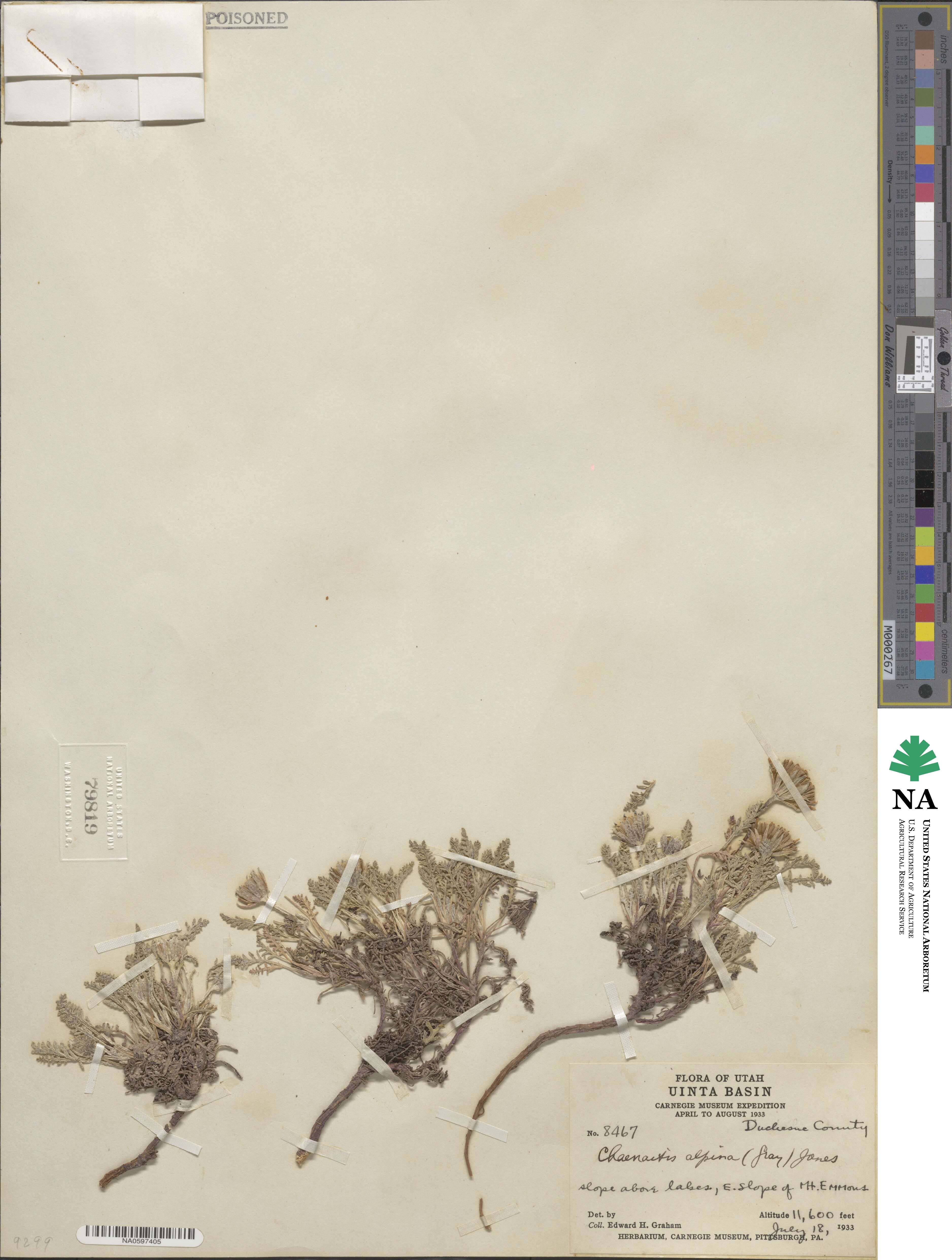 Chaenactis douglasii var. alpina image