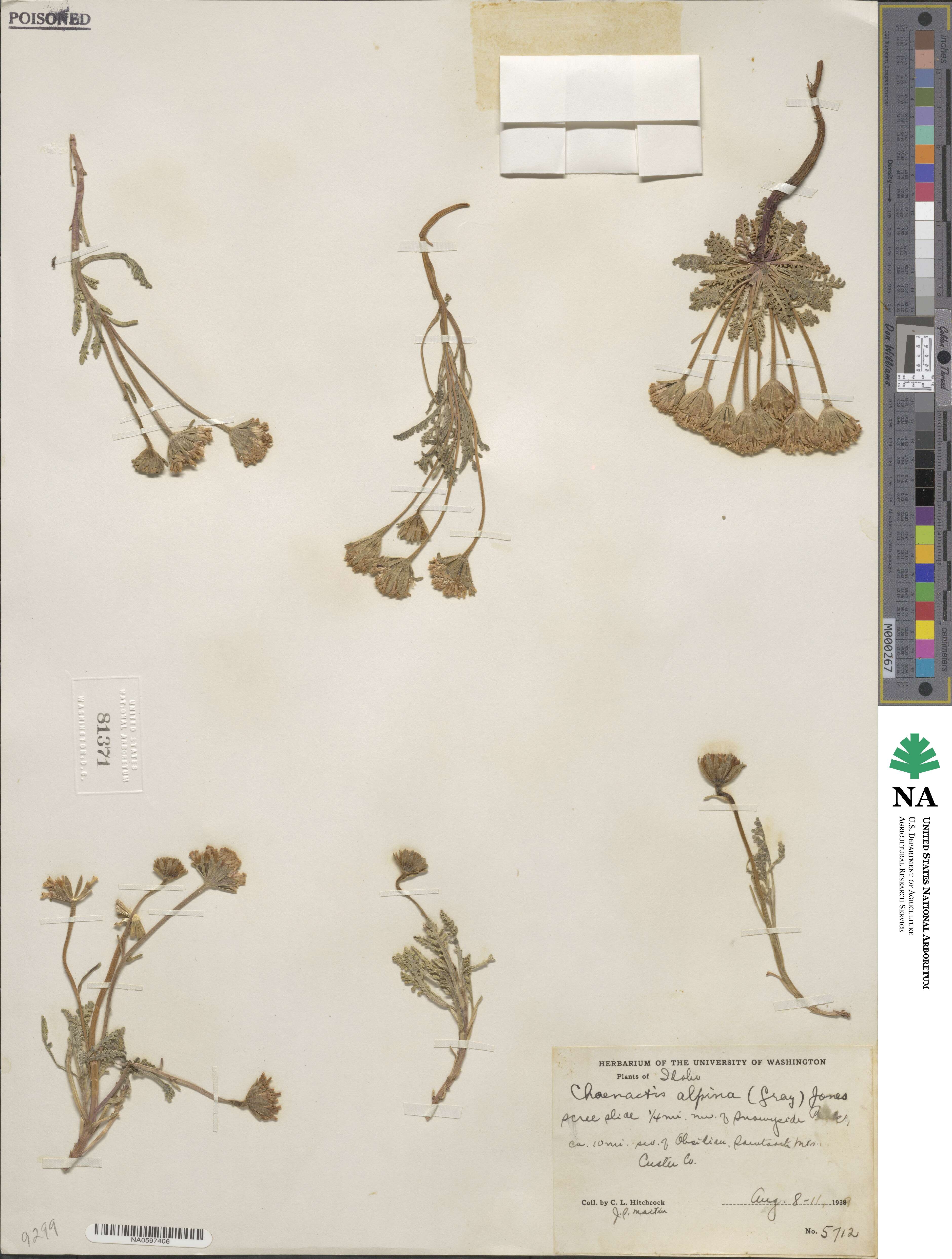 Chaenactis douglasii image