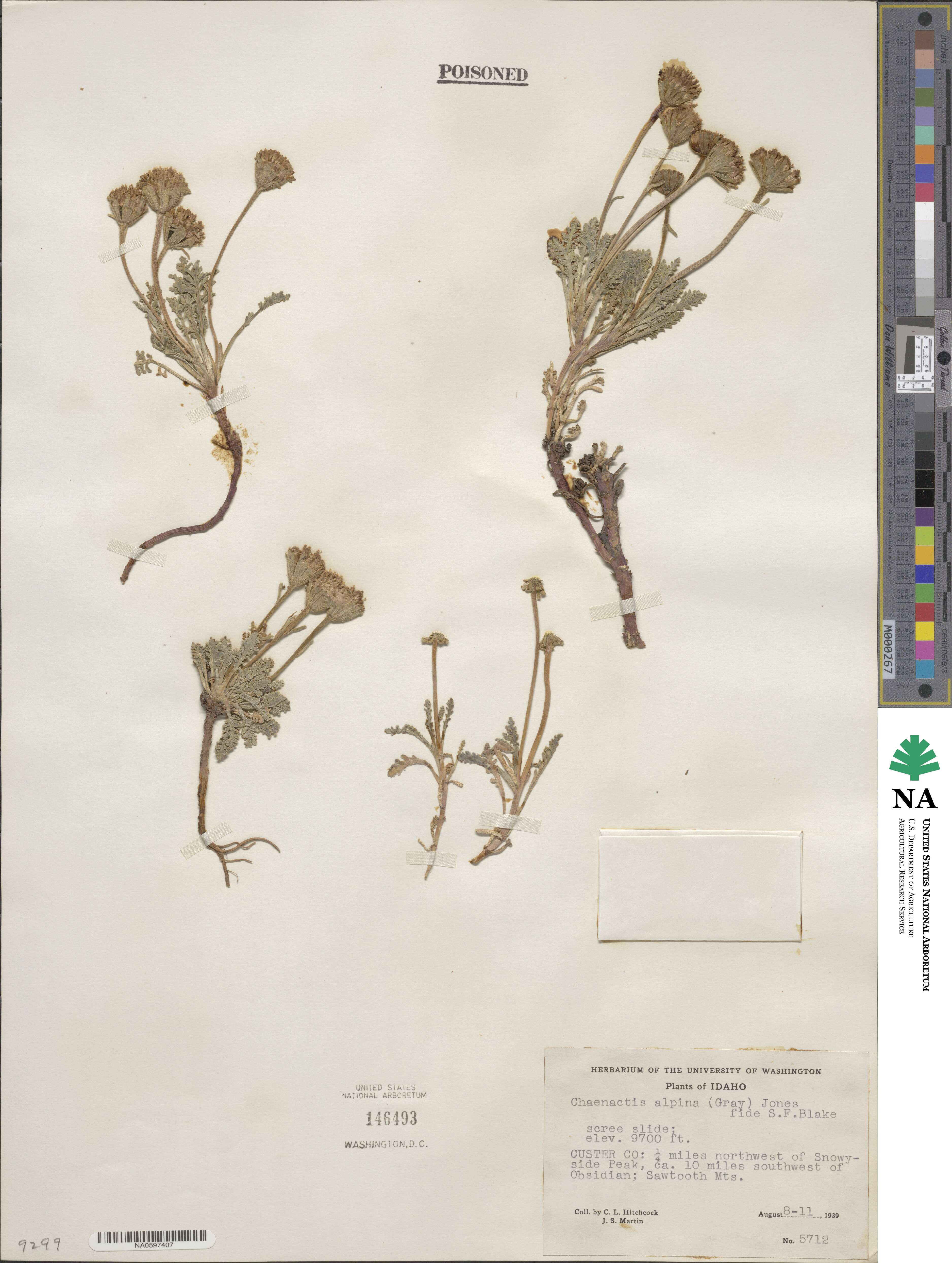Chaenactis douglasii image