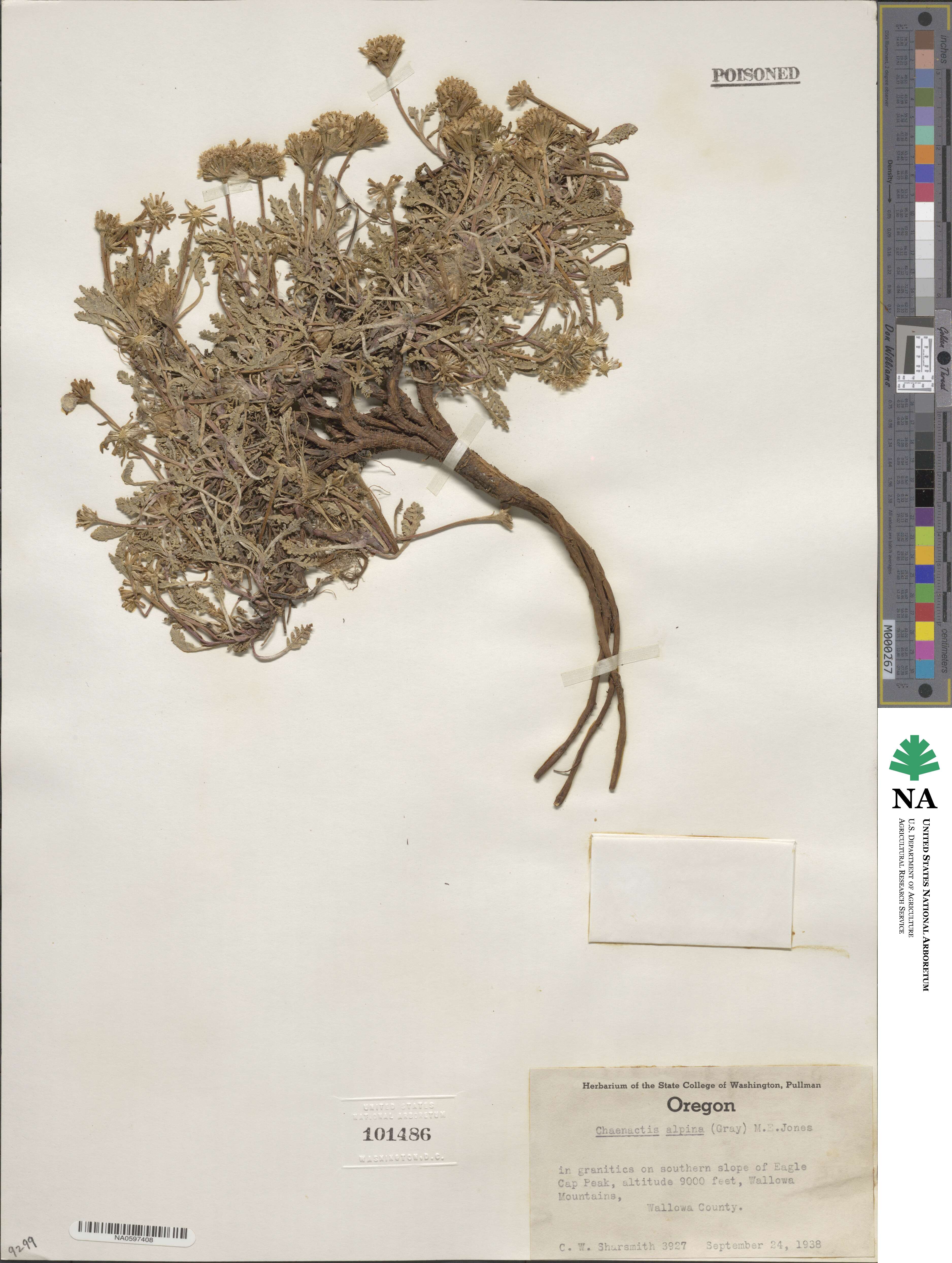 Chaenactis douglasii var. alpina image