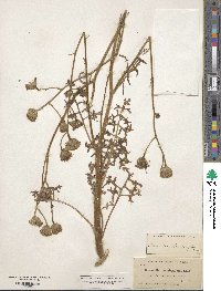 Chaenactis artemisiifolia image