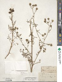 Chaenactis artemisiifolia image