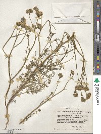 Chaenactis artemisiifolia image