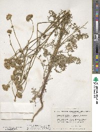 Chaenactis artemisiifolia image