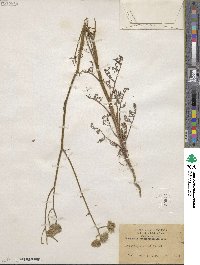 Chaenactis artemisiifolia image