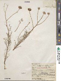 Chaenactis artemisiifolia image