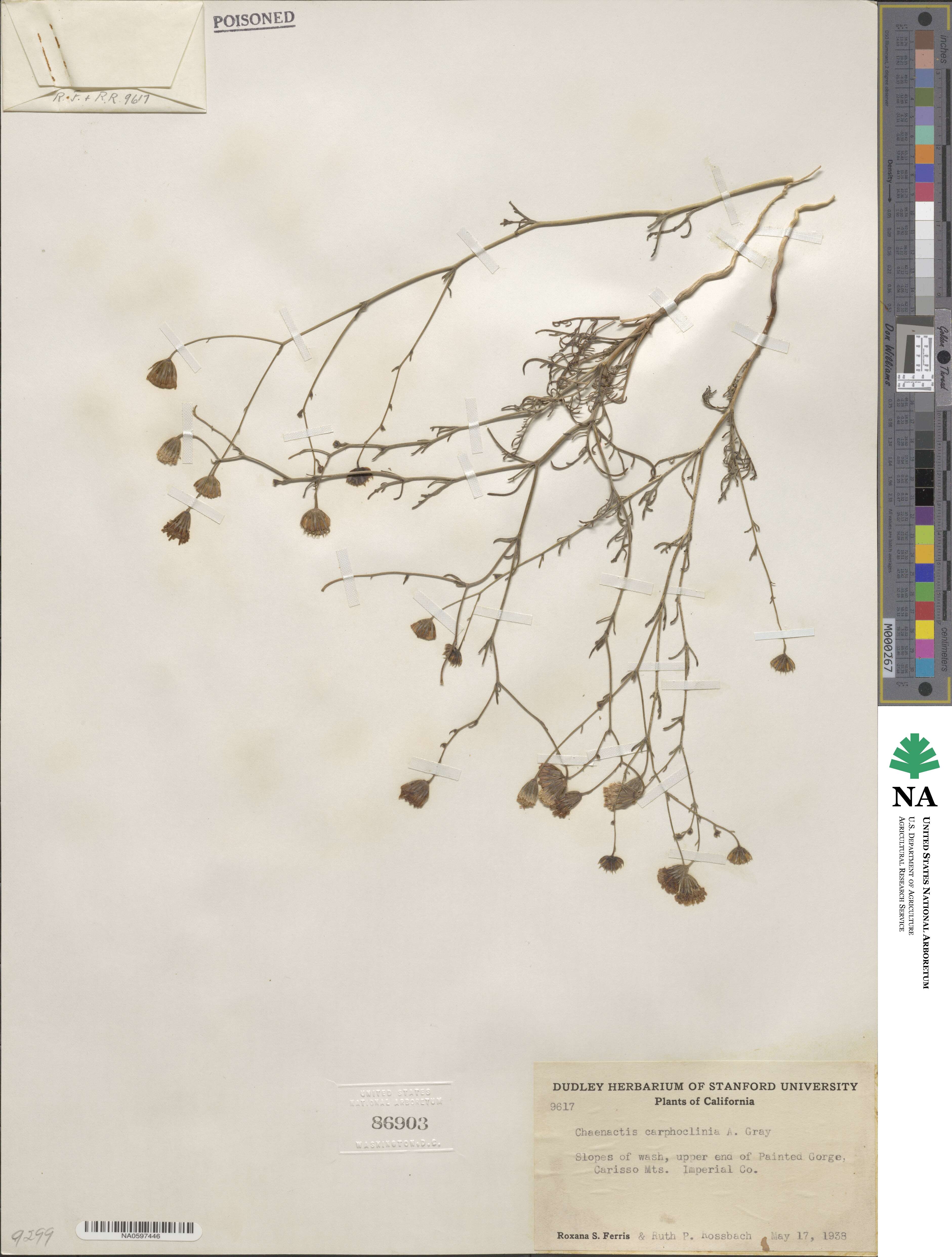 Chaenactis carphoclinia image