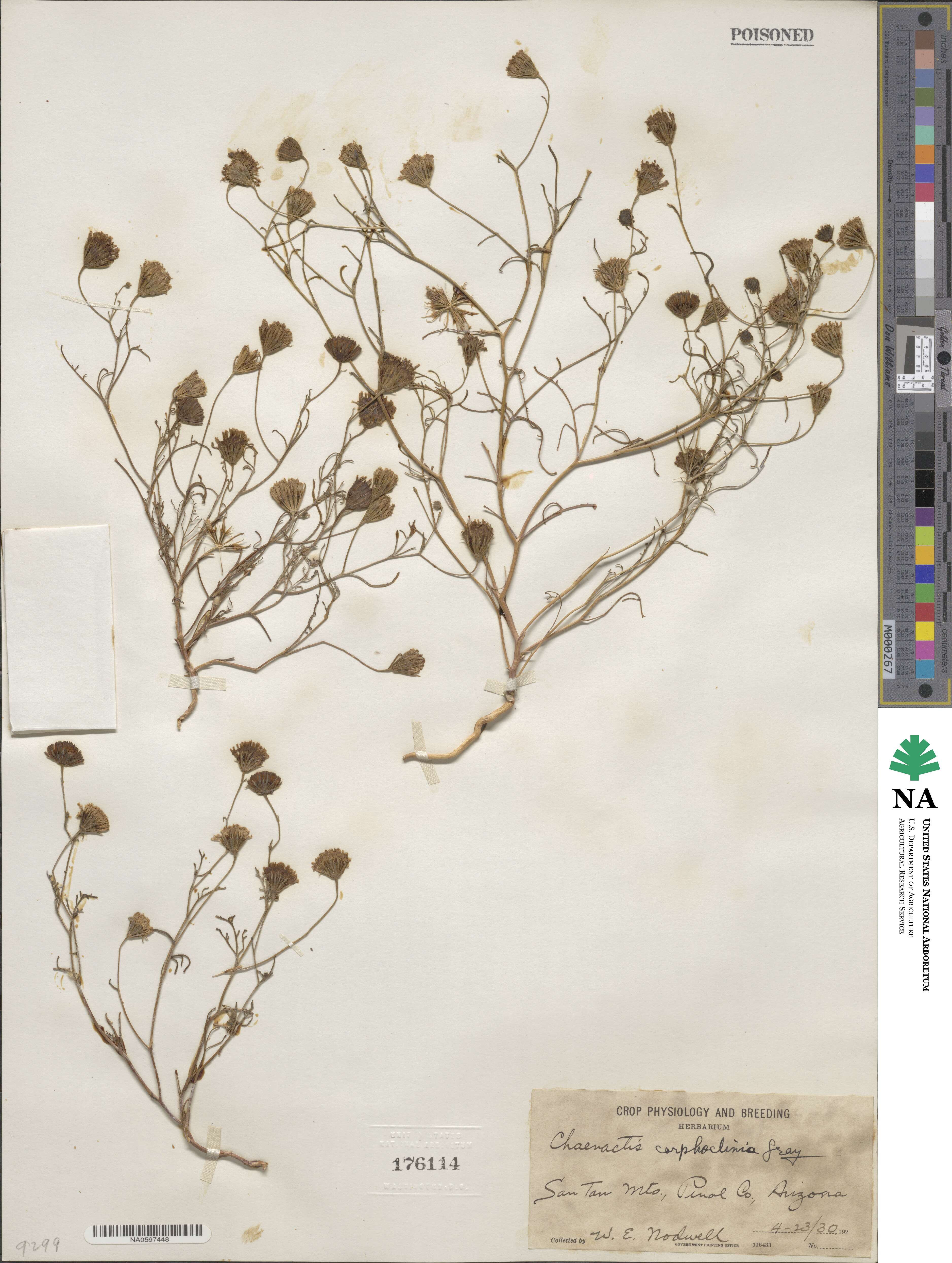 Chaenactis carphoclinia image