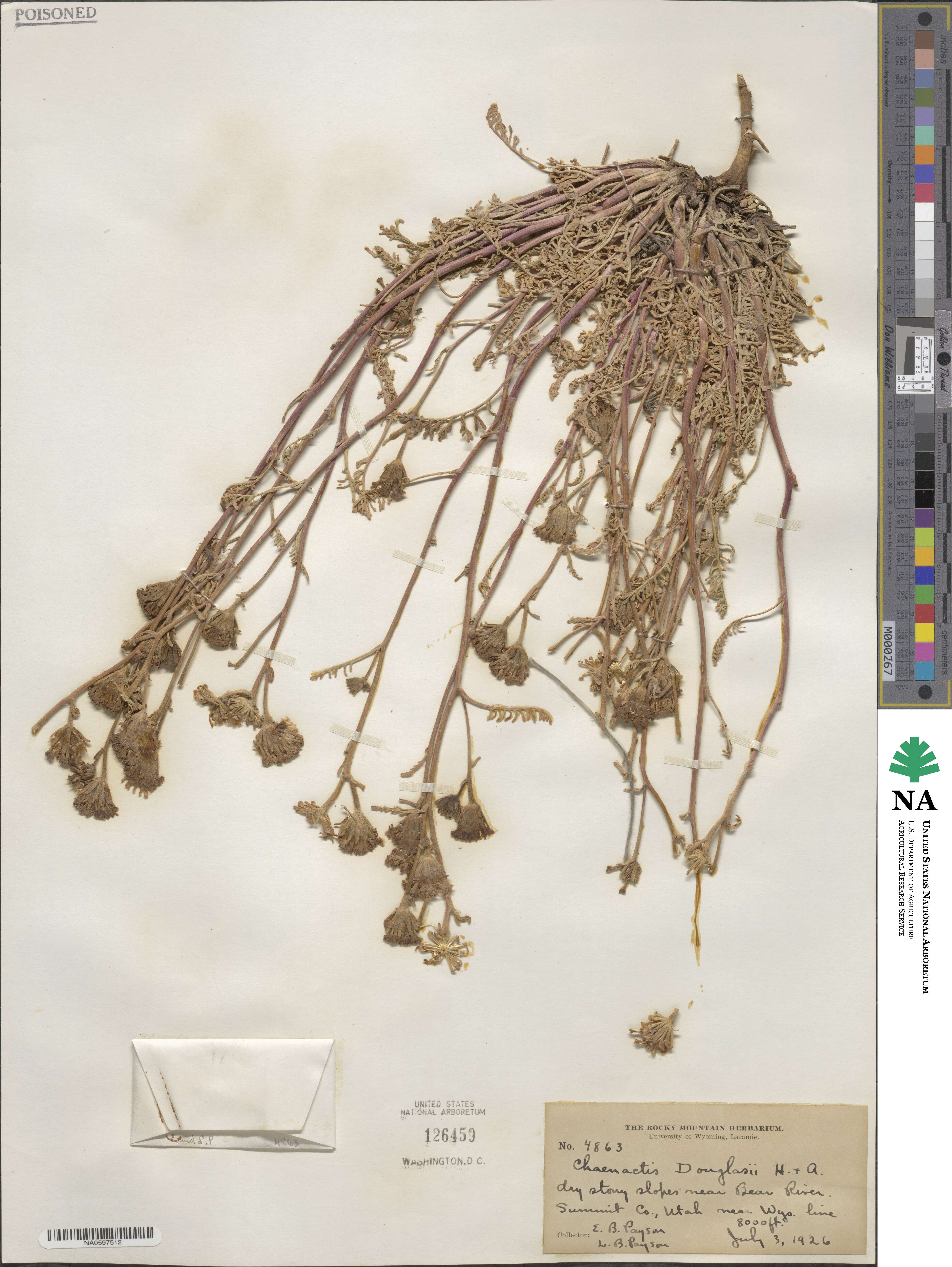 Chaenactis douglasii image