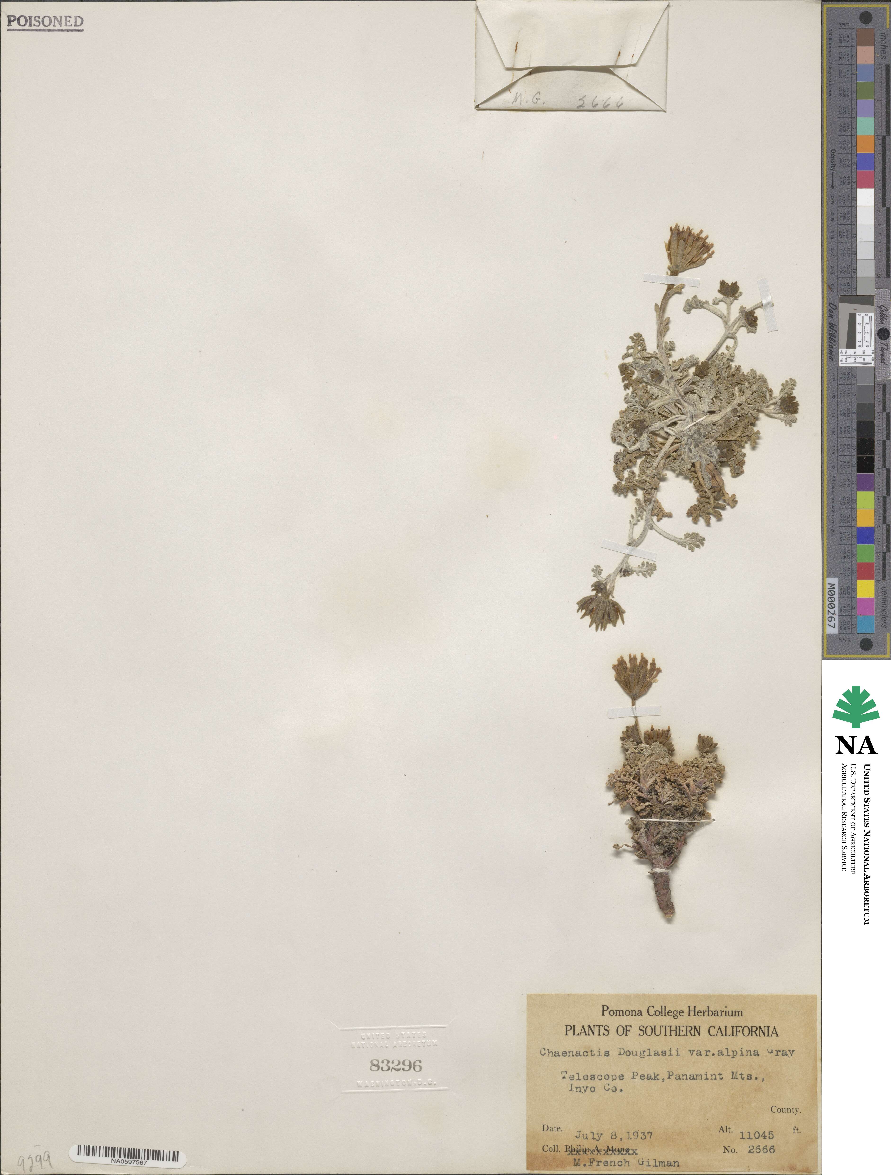 Chaenactis douglasii var. alpina image