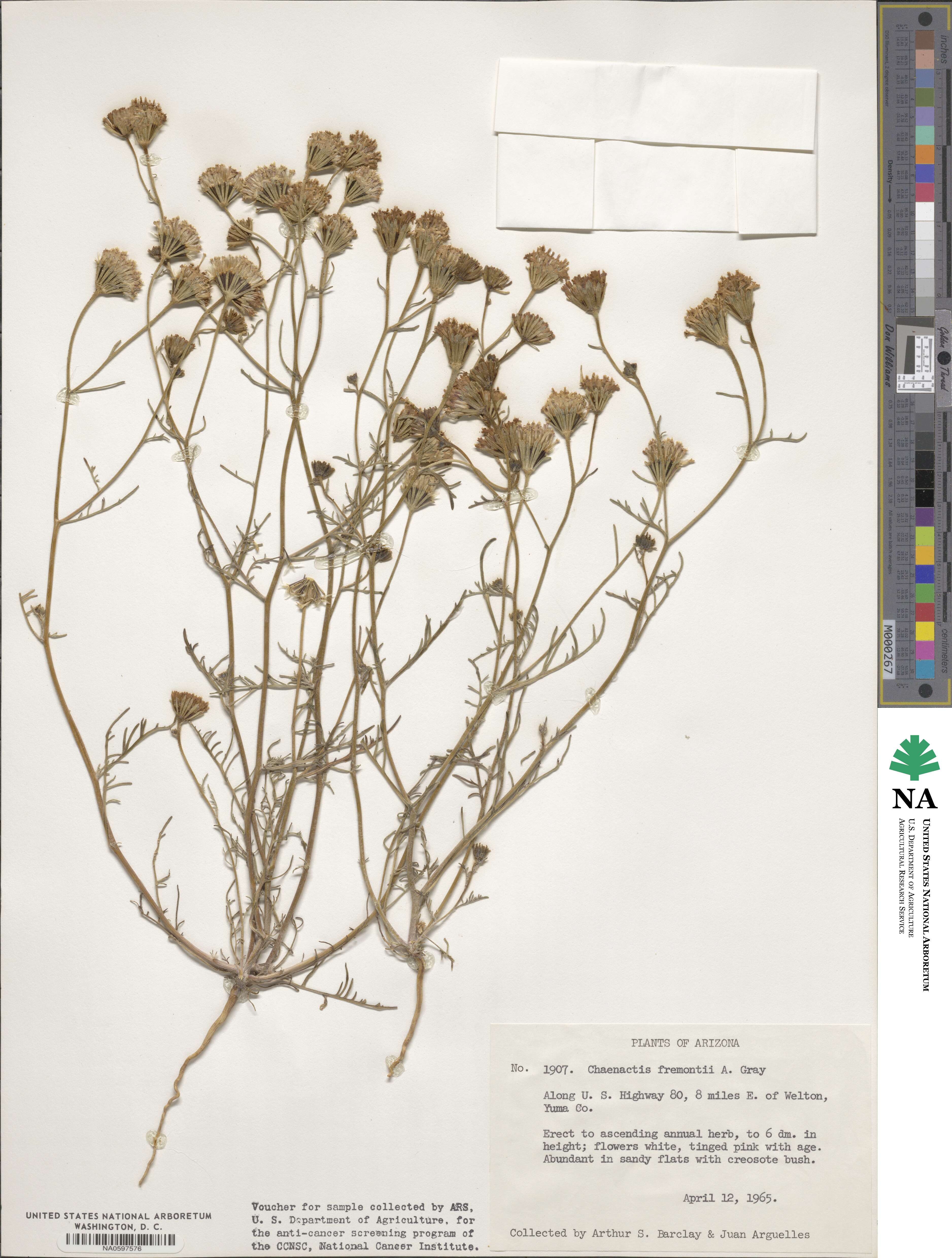 Chaenactis fremontii image