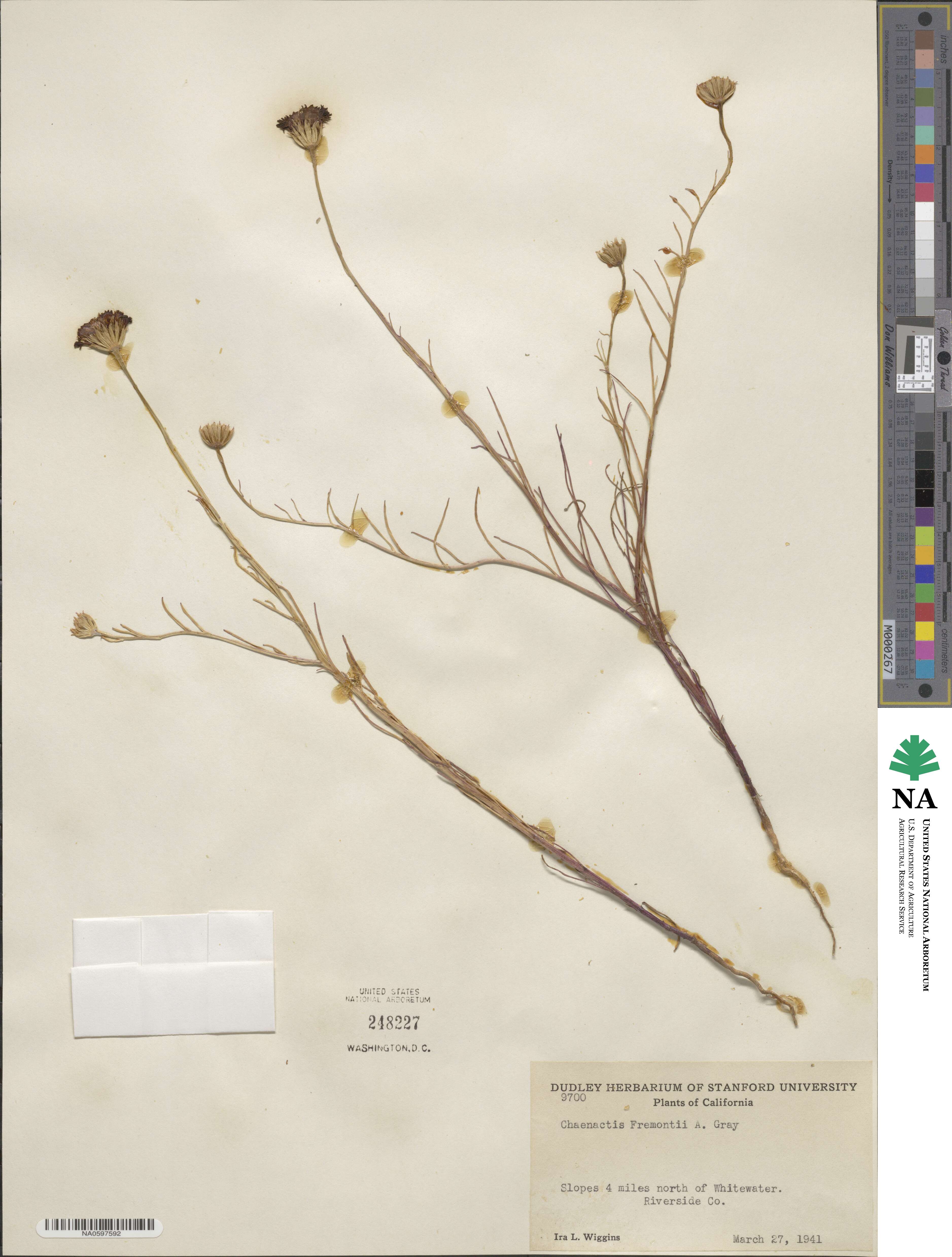 Chaenactis fremontii image
