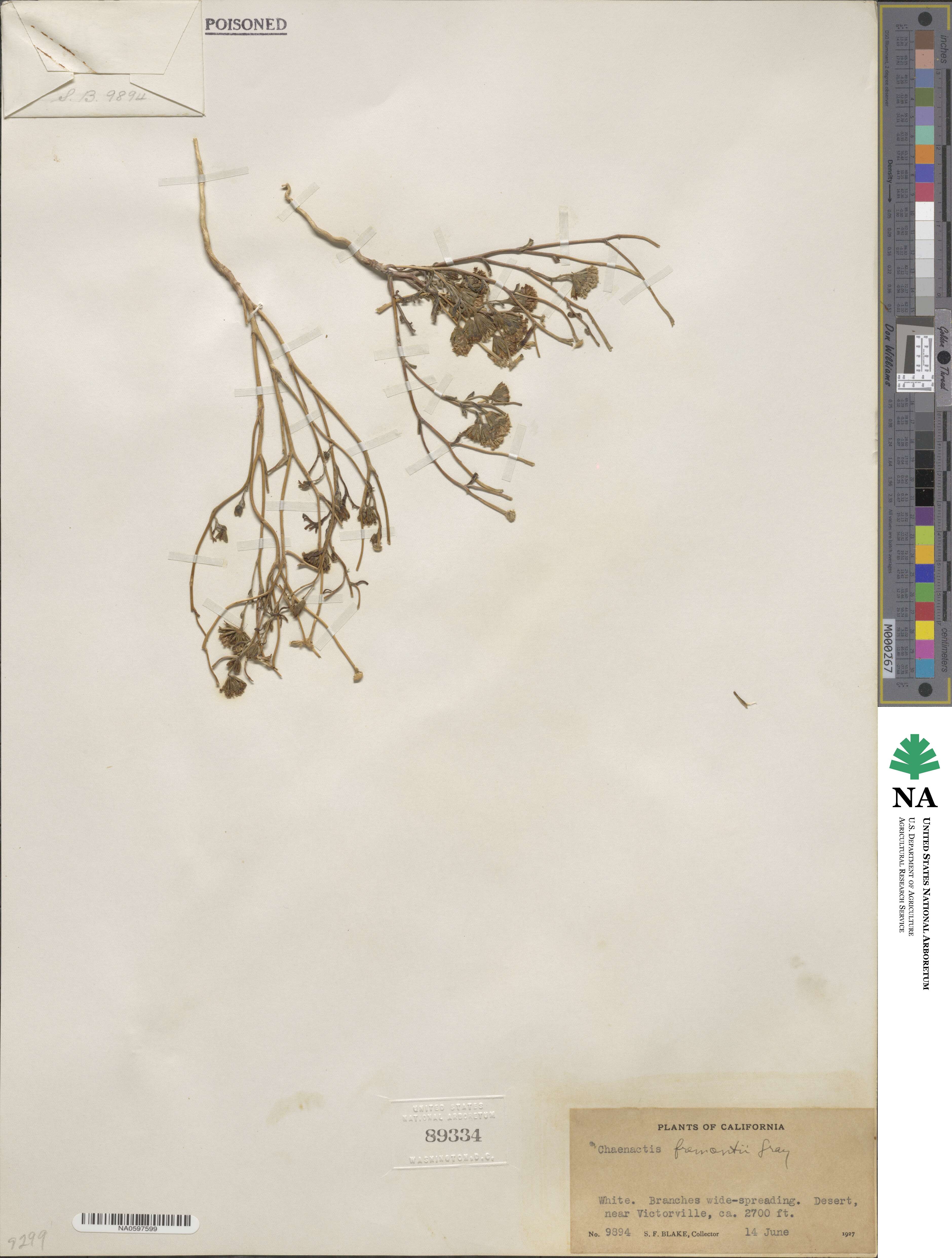 Chaenactis fremontii image