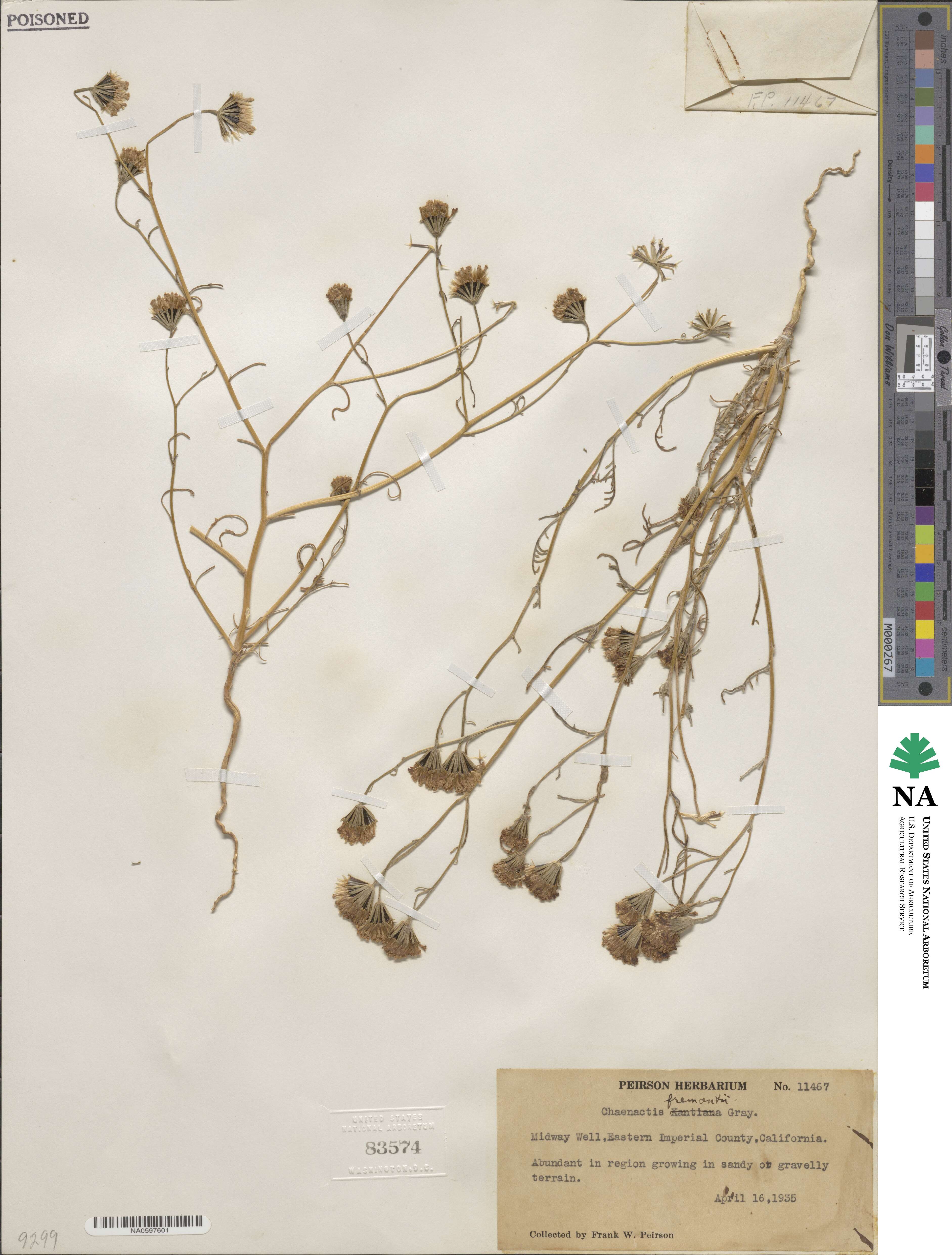 Chaenactis fremontii image