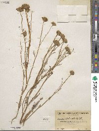 Chaenactis glabriuscula image