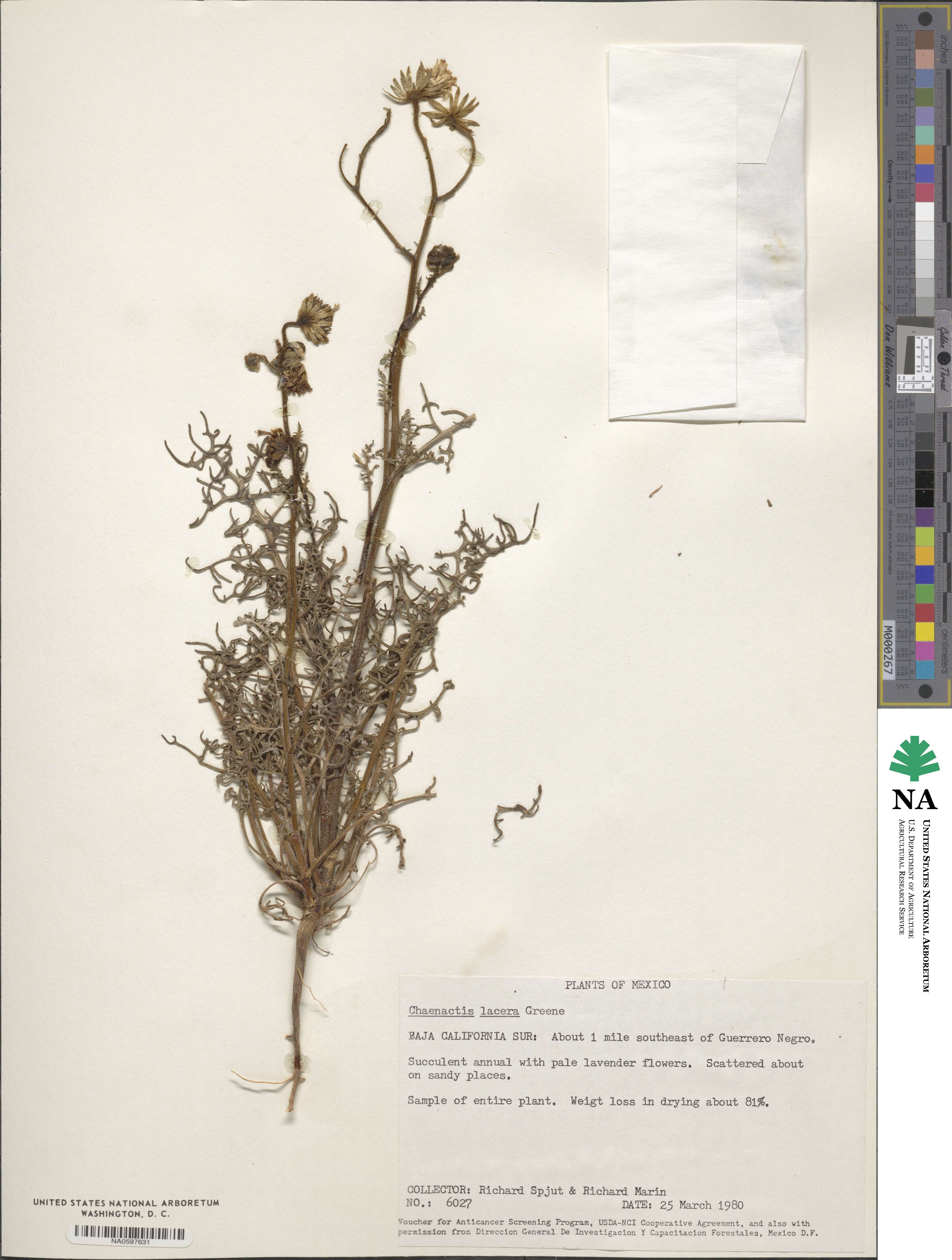 Chaenactis lacera image