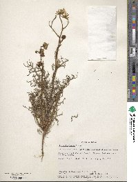 Image of Chaenactis lacera