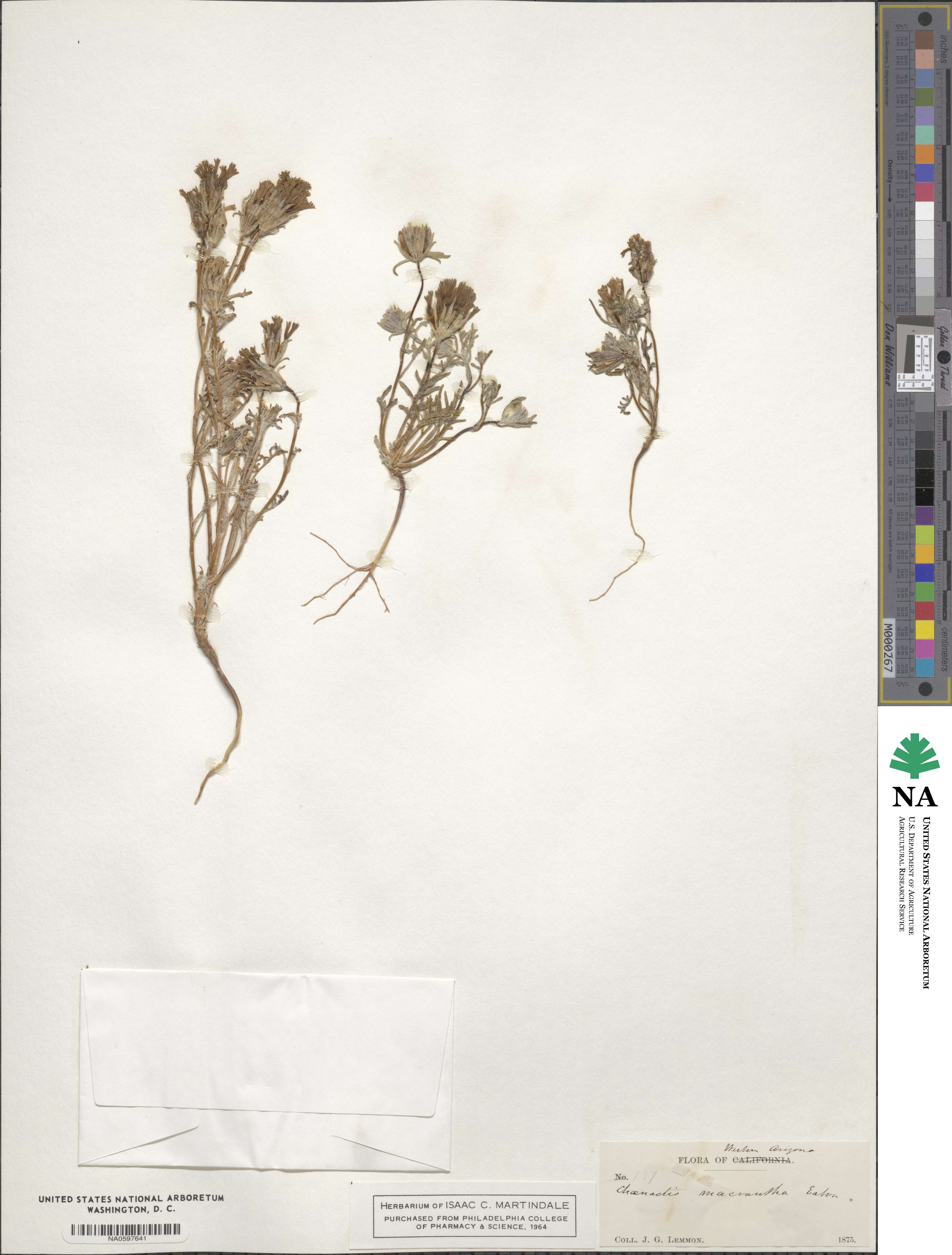 Chaenactis macrantha image