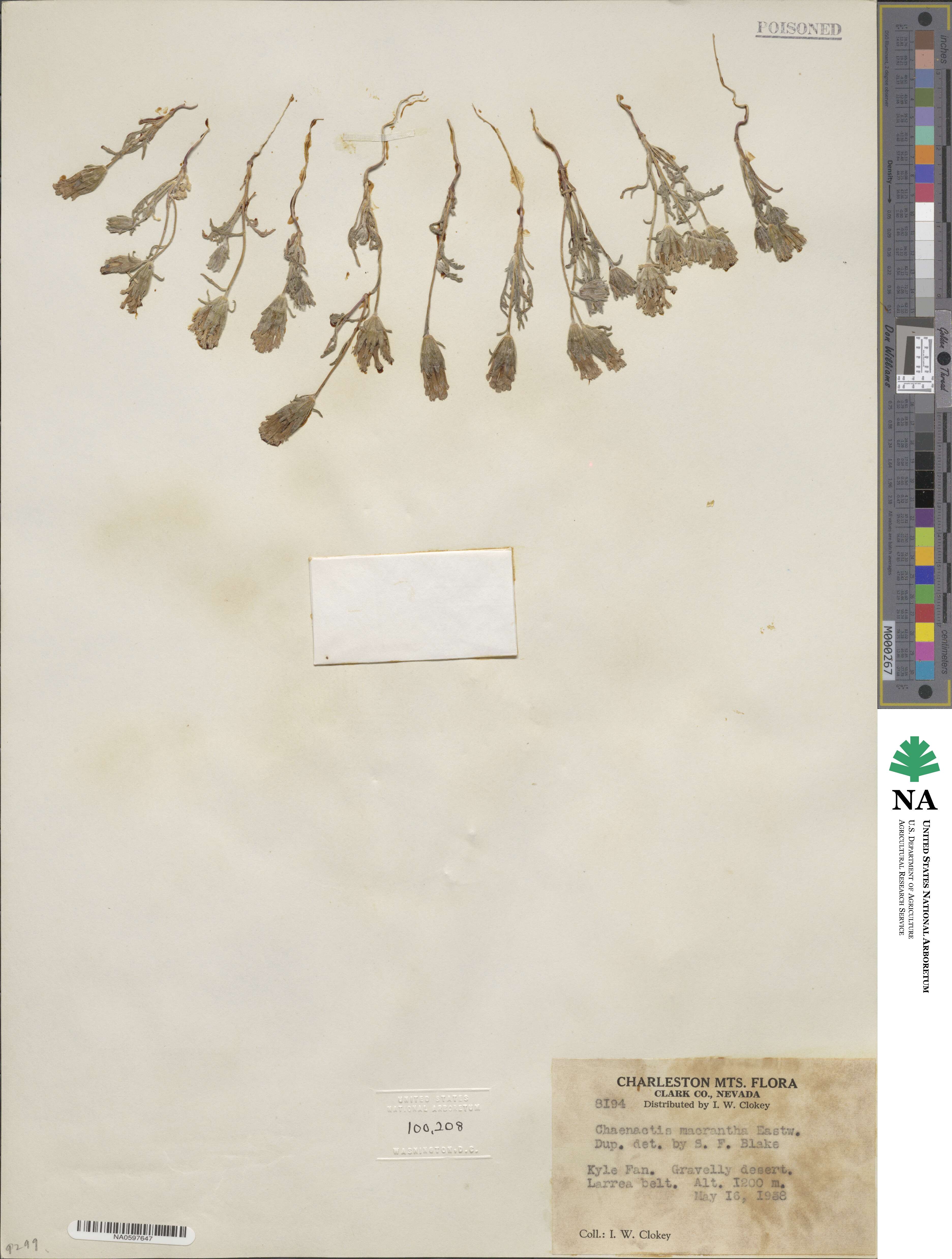 Chaenactis macrantha image