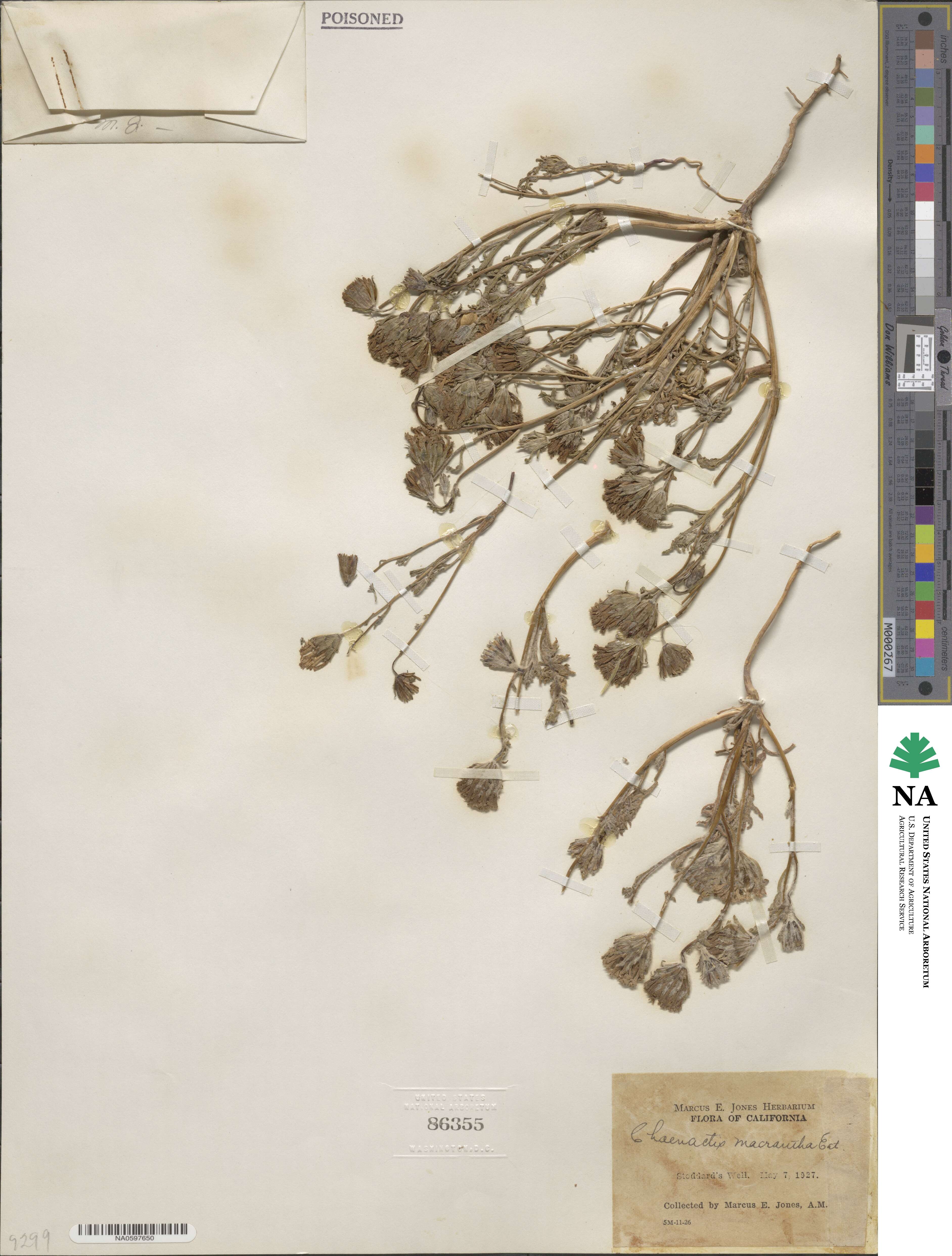 Chaenactis macrantha image