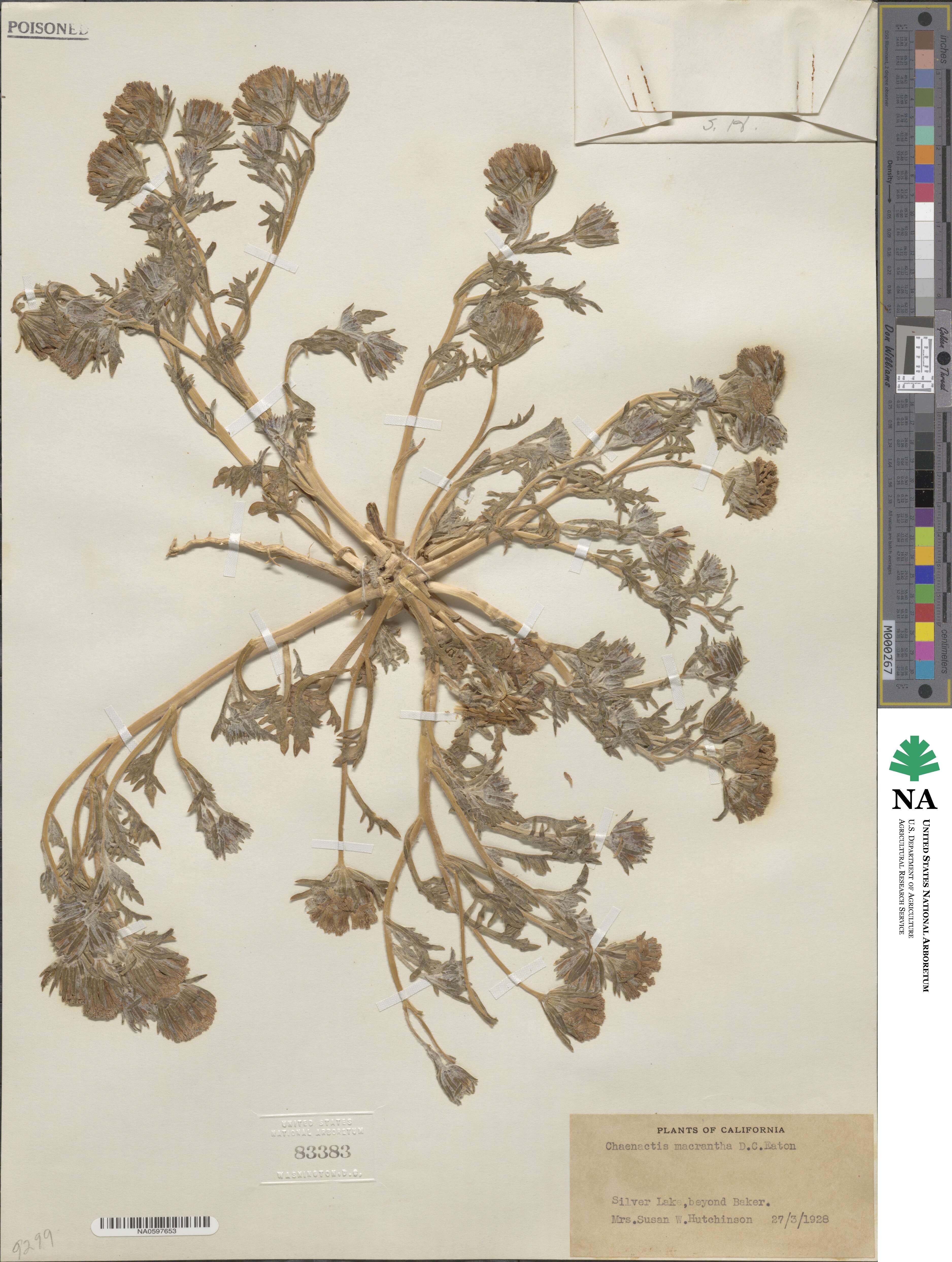 Chaenactis macrantha image