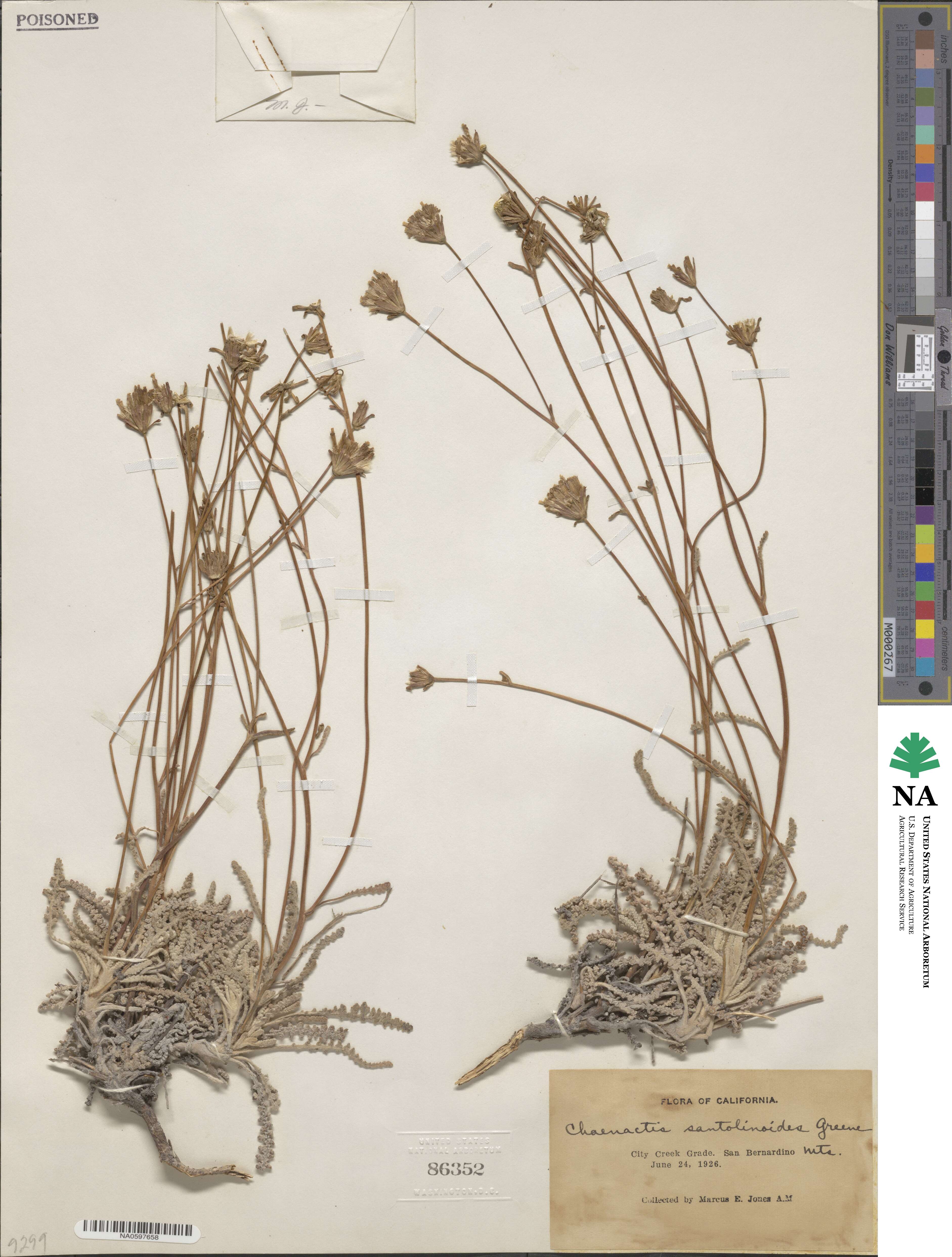 Chaenactis santolinoides image