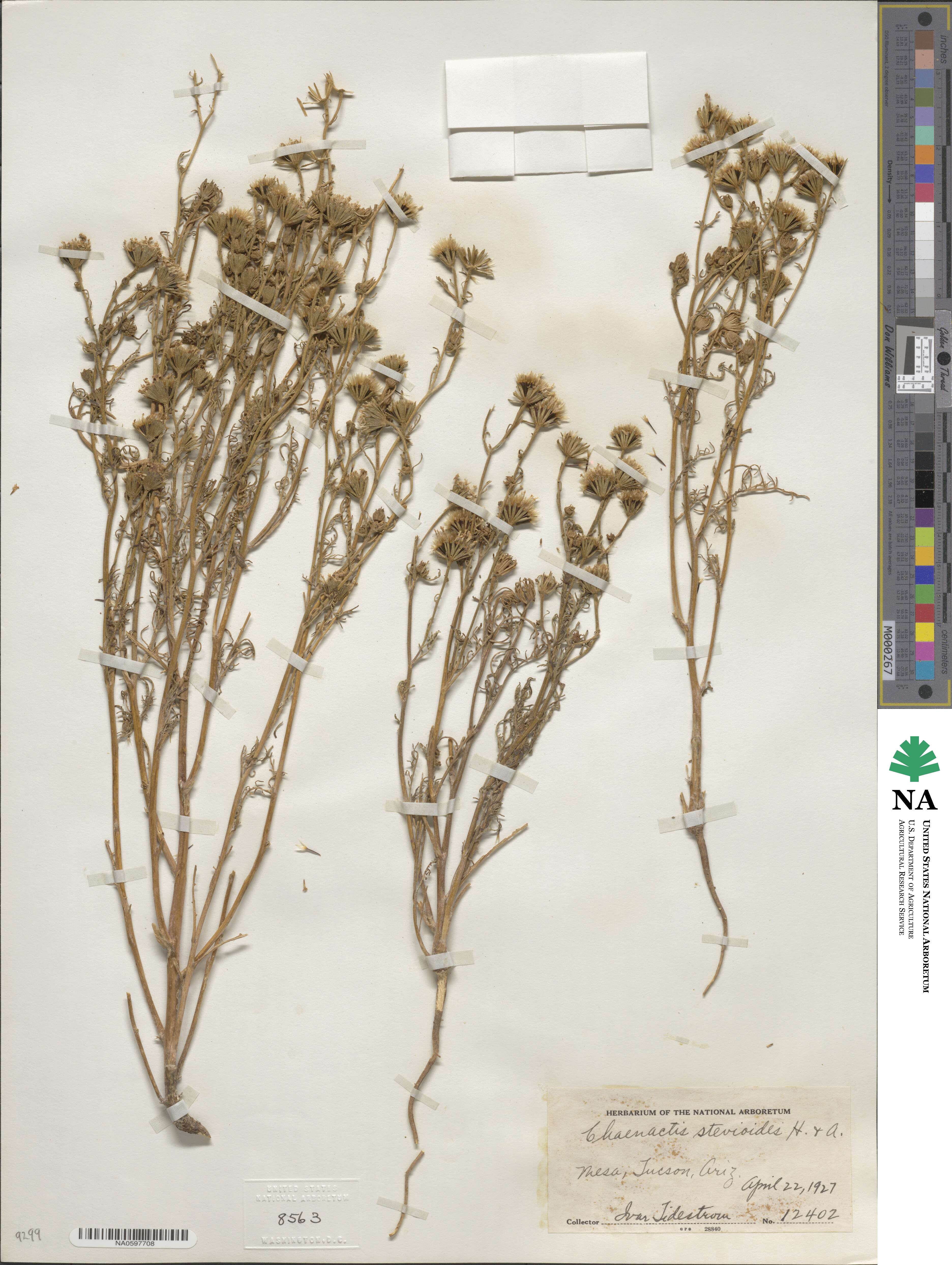 Chaenactis stevioides image