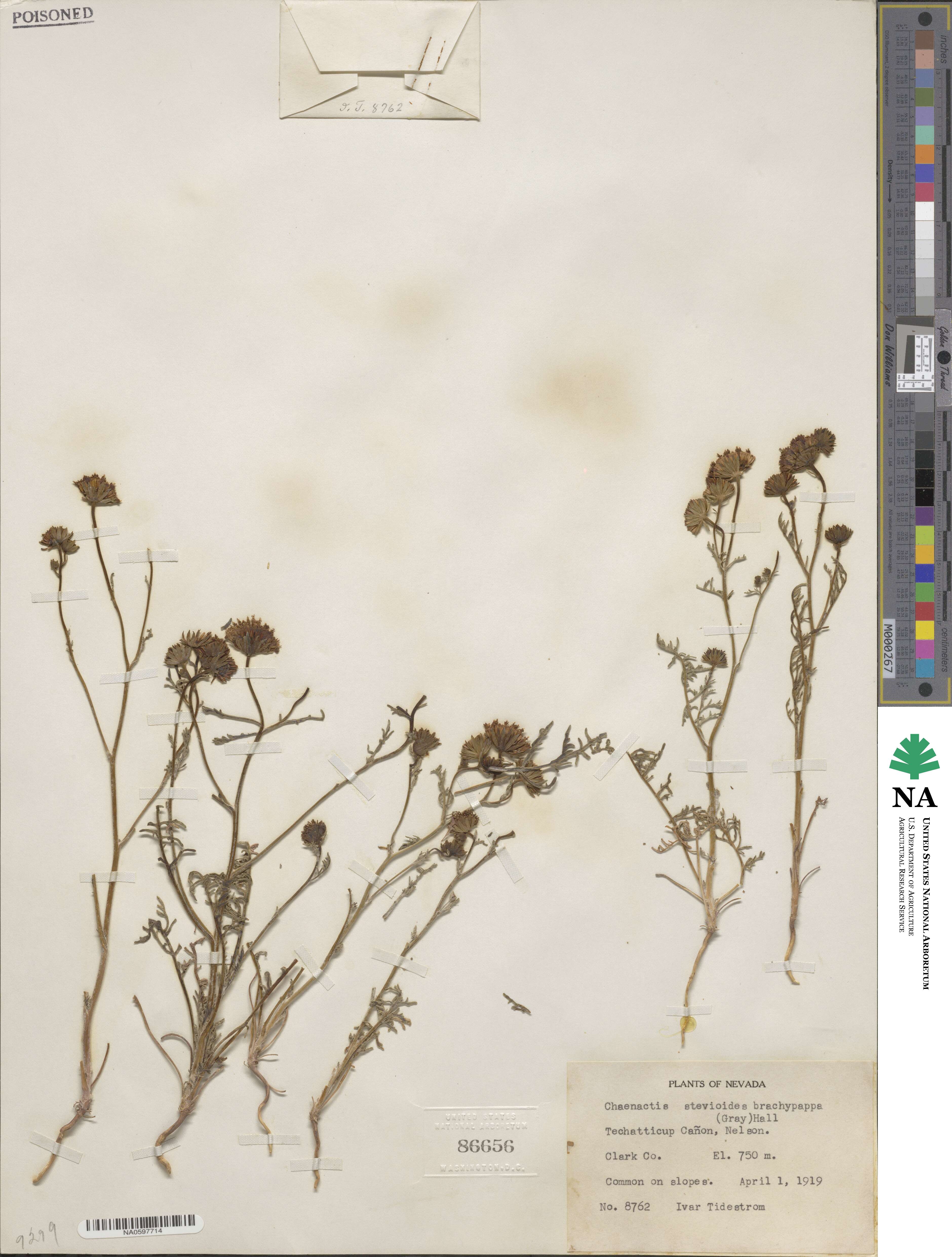 Chaenactis stevioides image