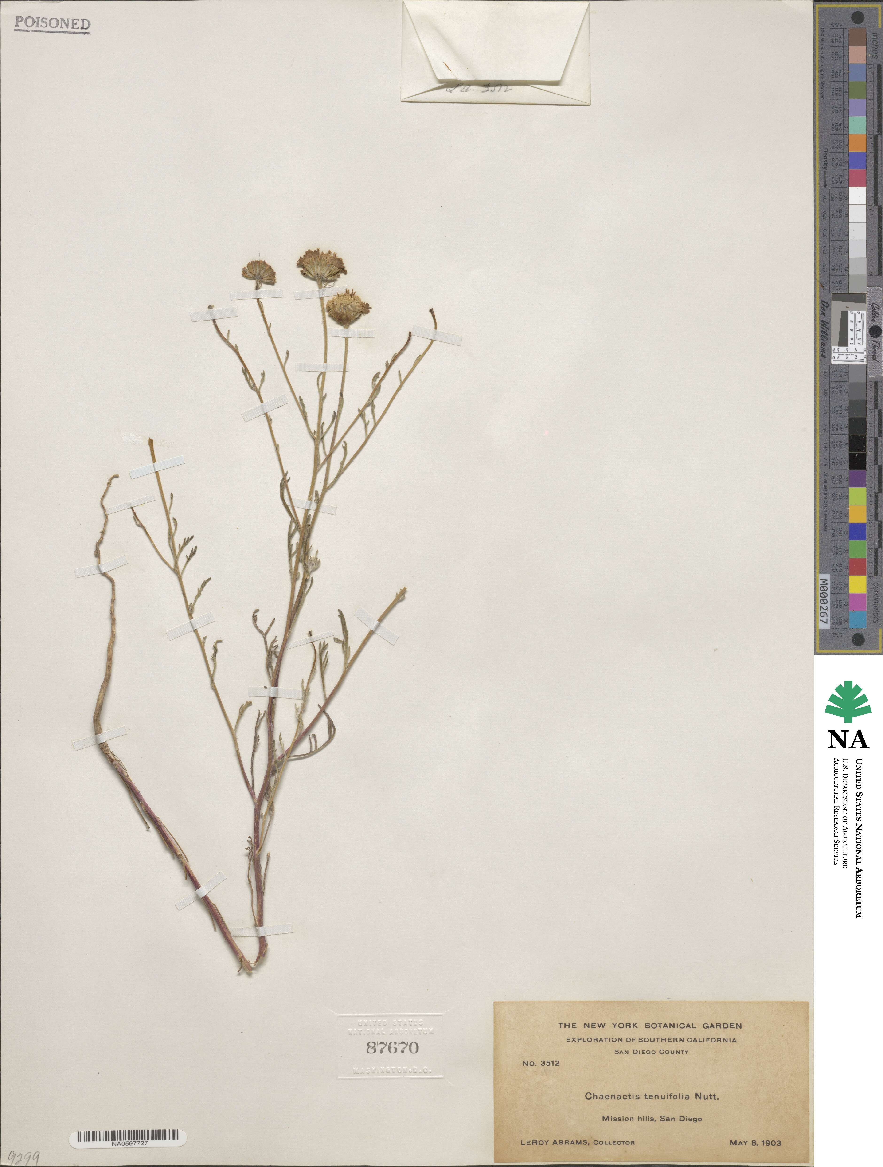 Chaenactis glabriuscula image
