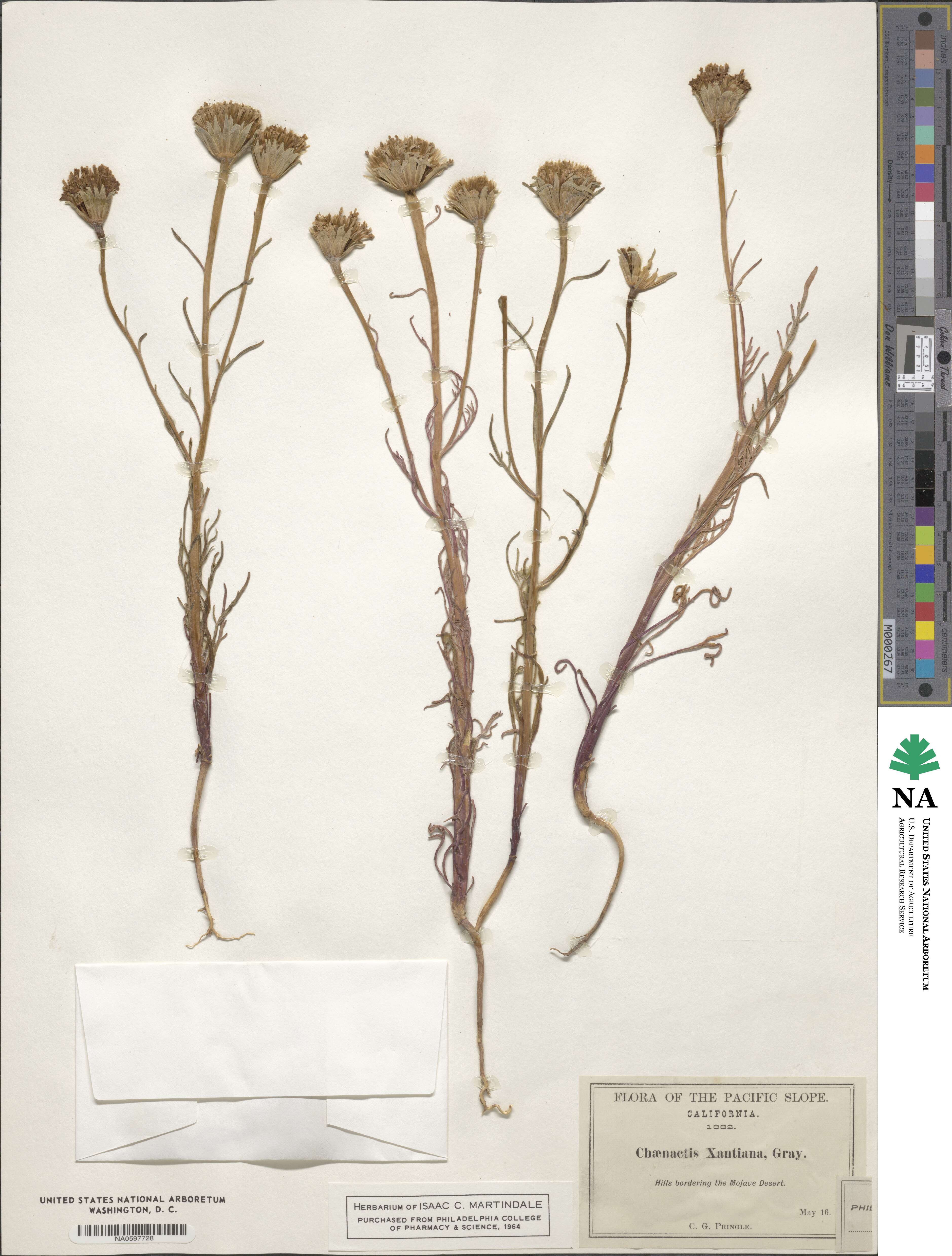 Chaenactis xantiana image