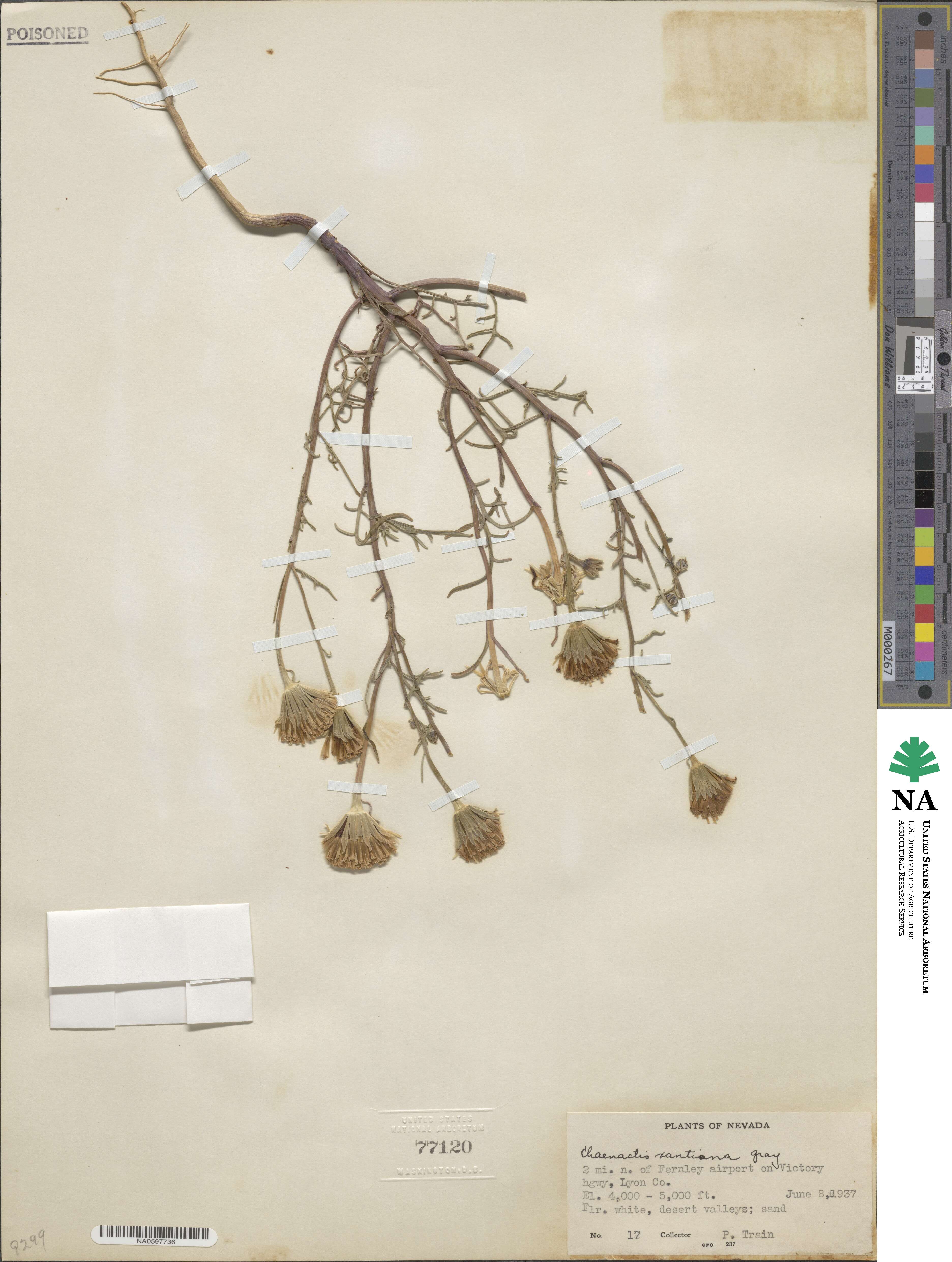 Chaenactis xantiana image
