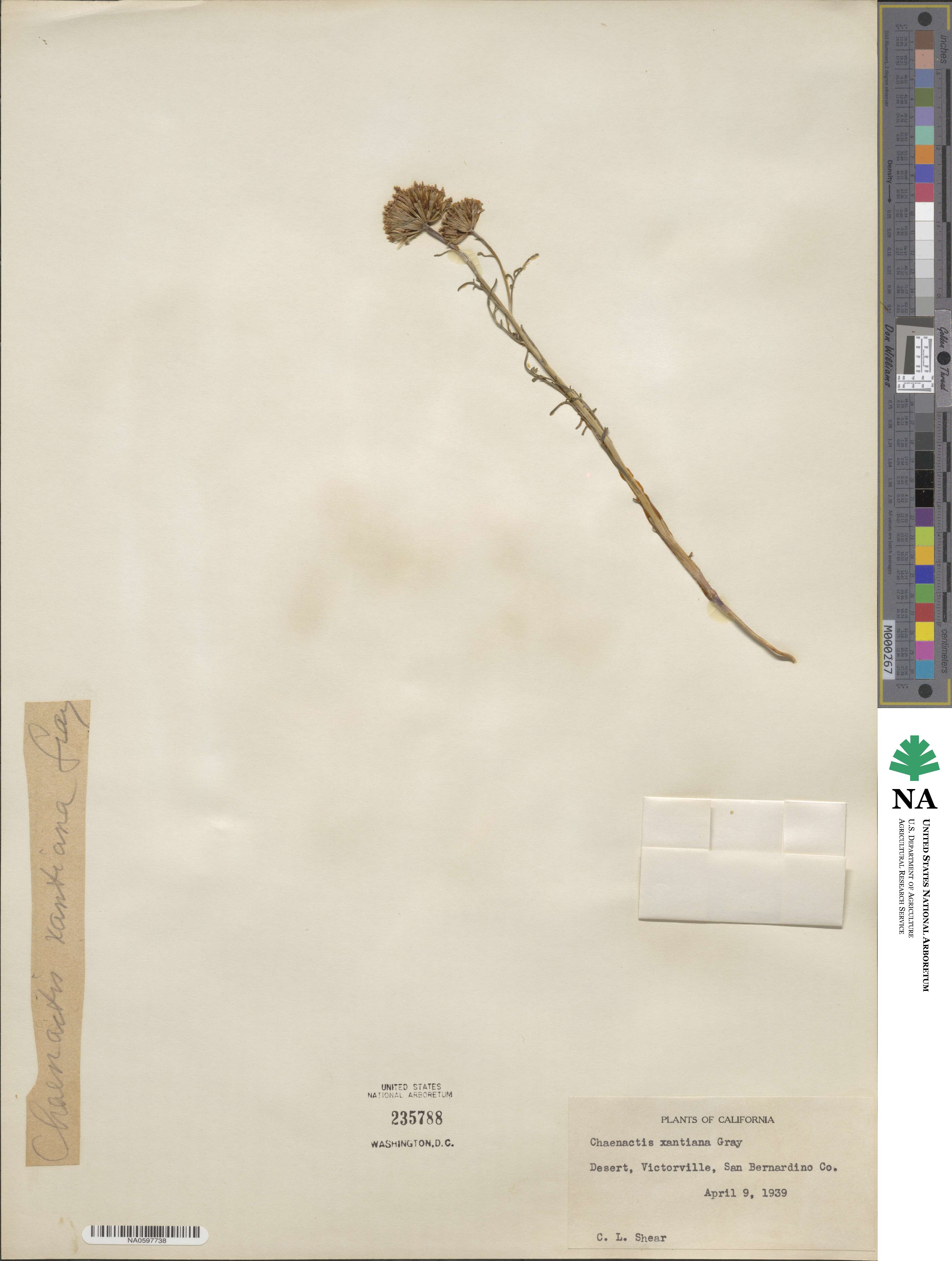 Chaenactis xantiana image
