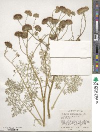 Chaenactis artemisiifolia image