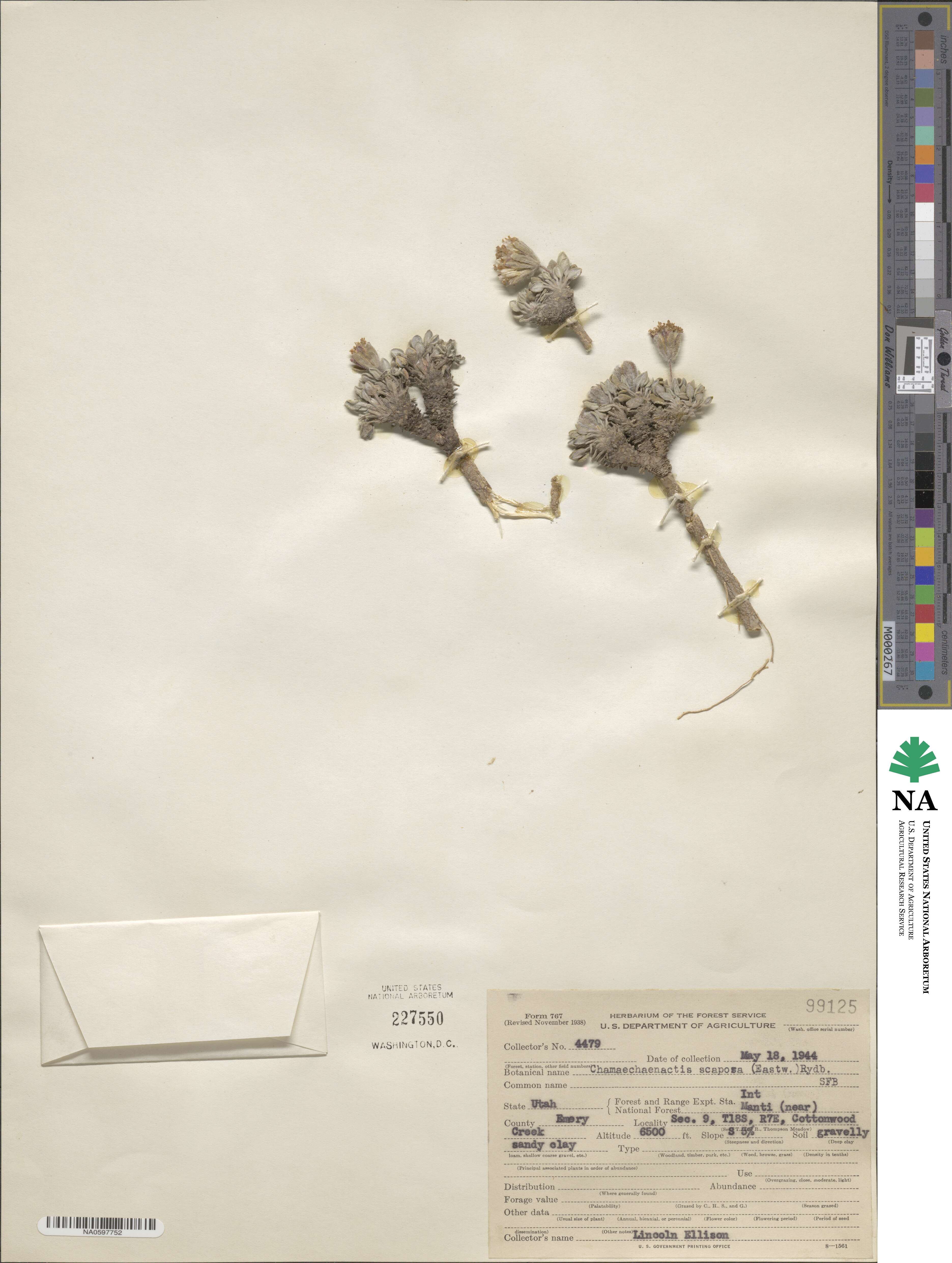 Chamaechaenactis scaposa image