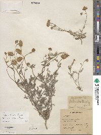 Picradeniopsis absinthifolia image