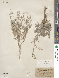 Picradeniopsis absinthifolia image