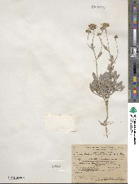 Picradeniopsis absinthifolia image