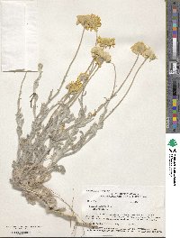 Picradeniopsis absinthifolia image