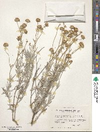 Picradeniopsis absinthifolia image