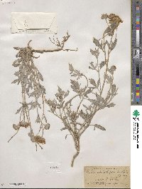 Picradeniopsis absinthifolia image