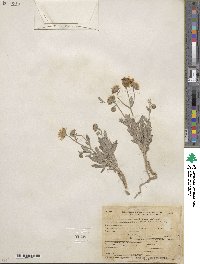 Picradeniopsis absinthifolia image