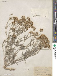 Picradeniopsis absinthifolia image