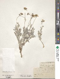 Picradeniopsis absinthifolia image