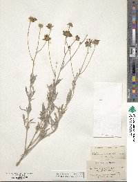 Picradeniopsis absinthifolia image