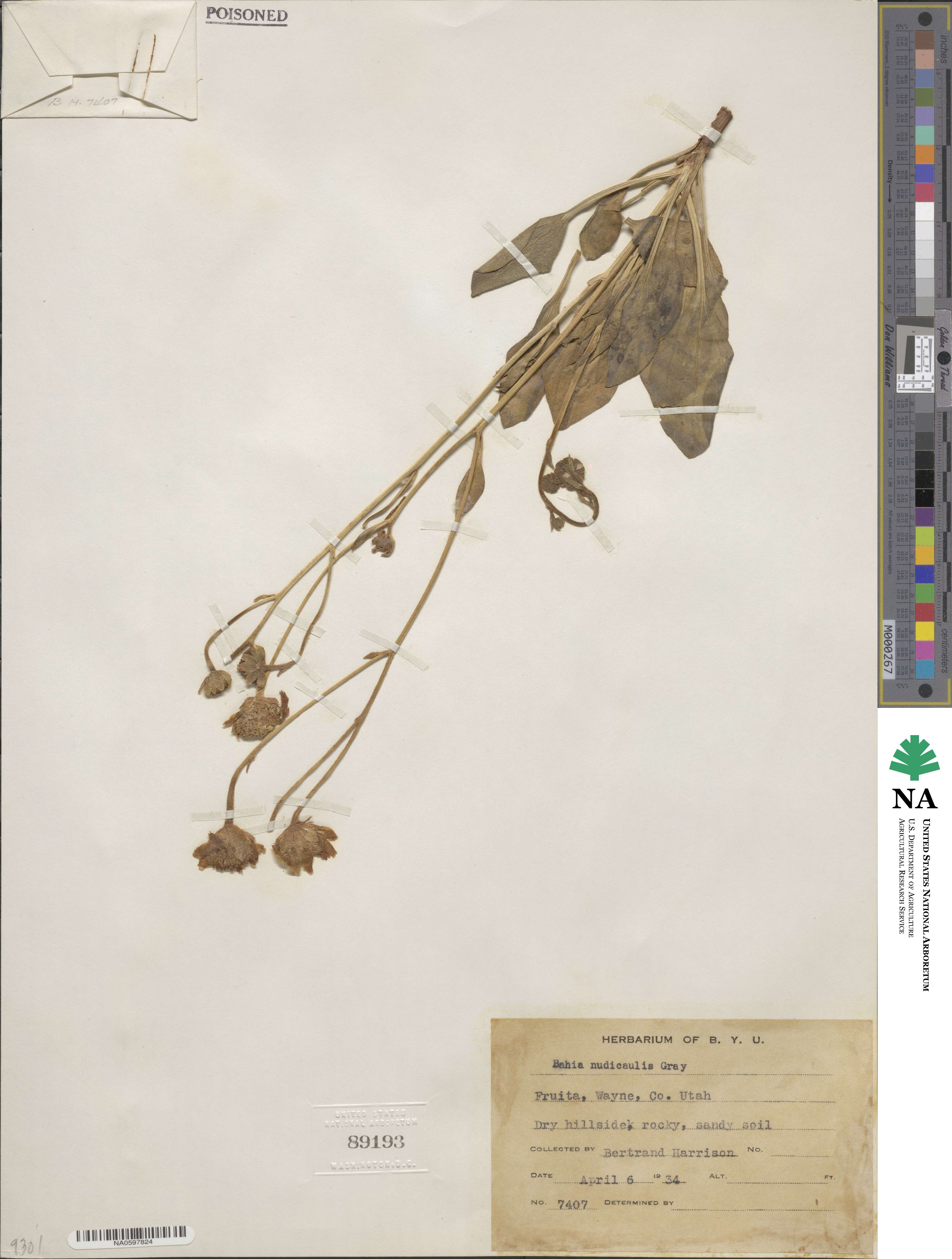 Platyschkuhria image